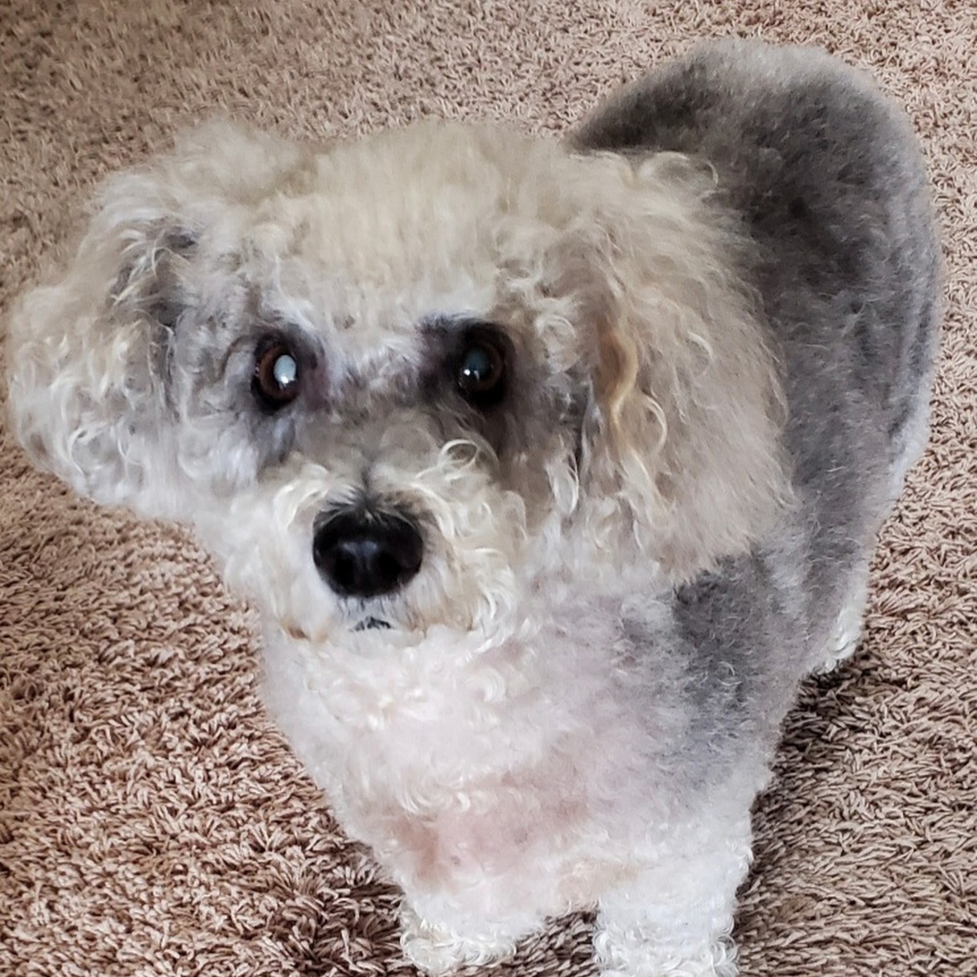 OC Happy Tails Dog Grooming Dana Point Dana Point