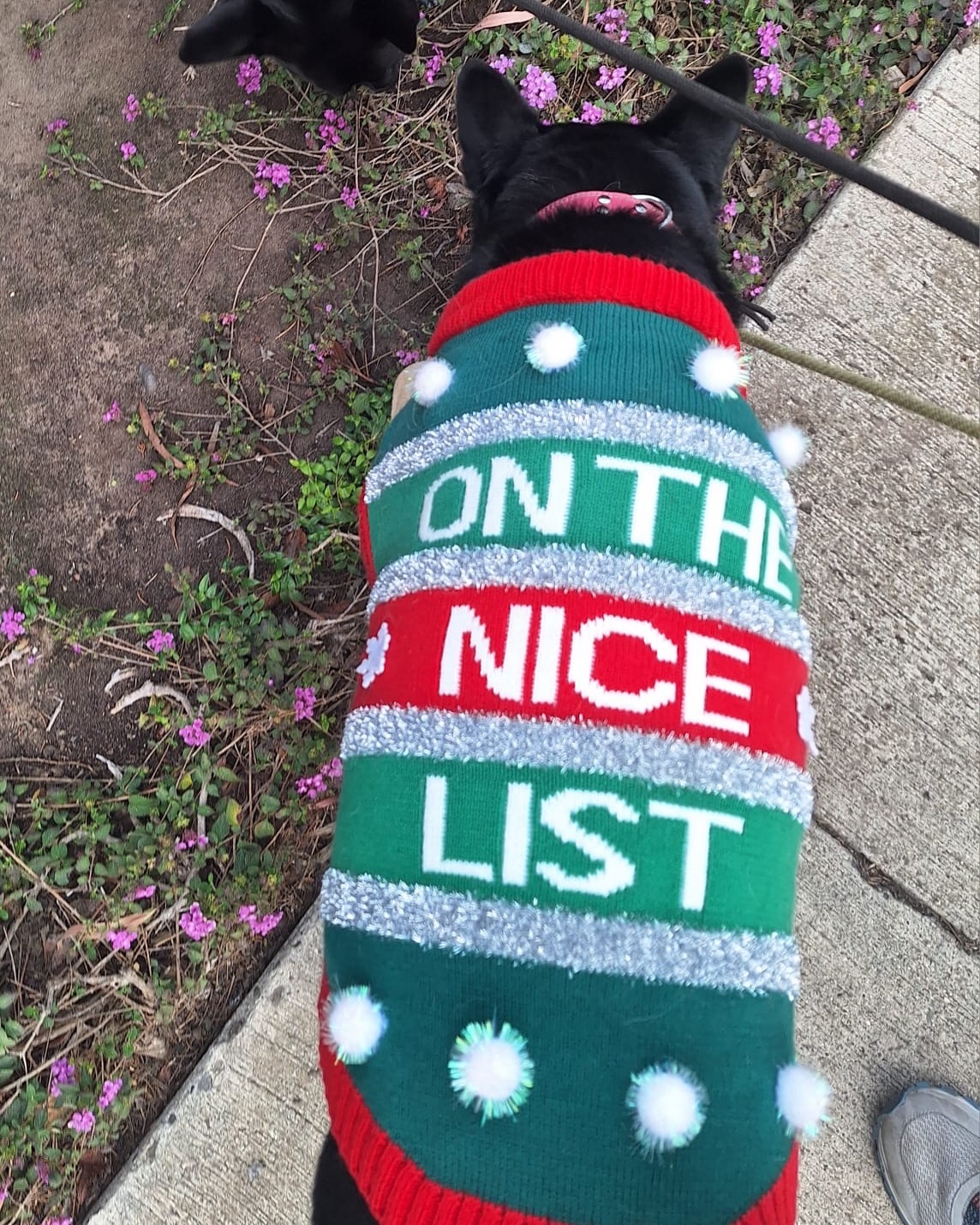 OC Pup Scouts Dana Point