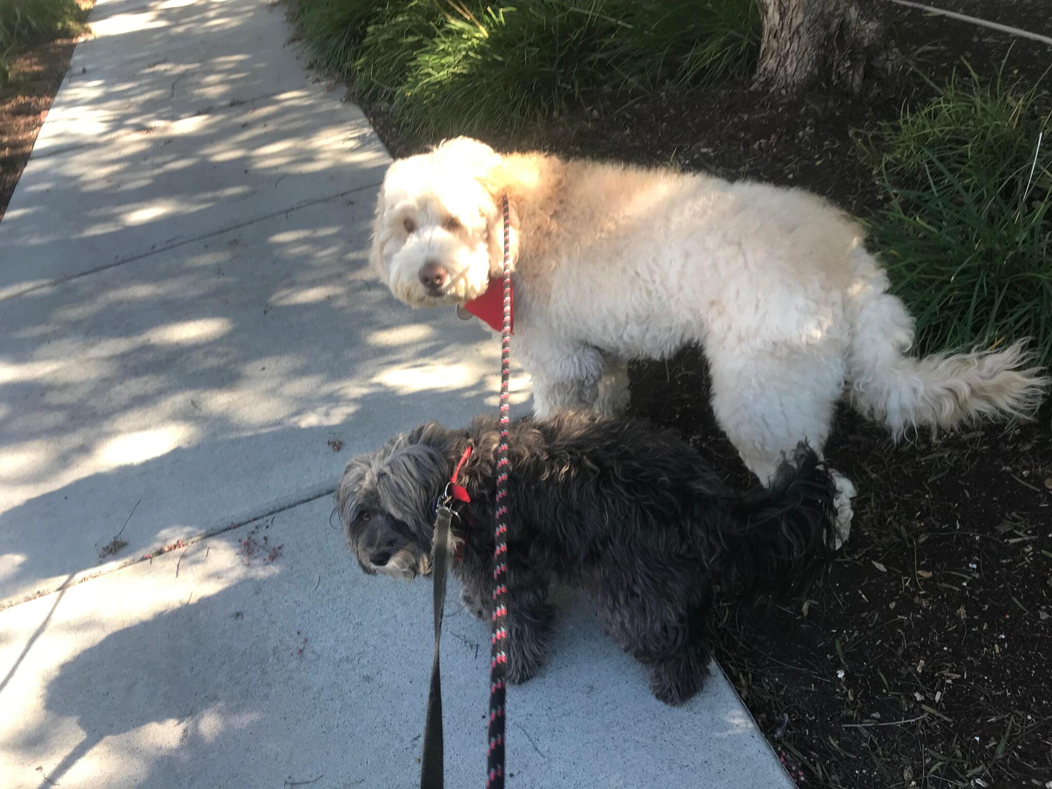 Live Love Pet Walking Dana Point