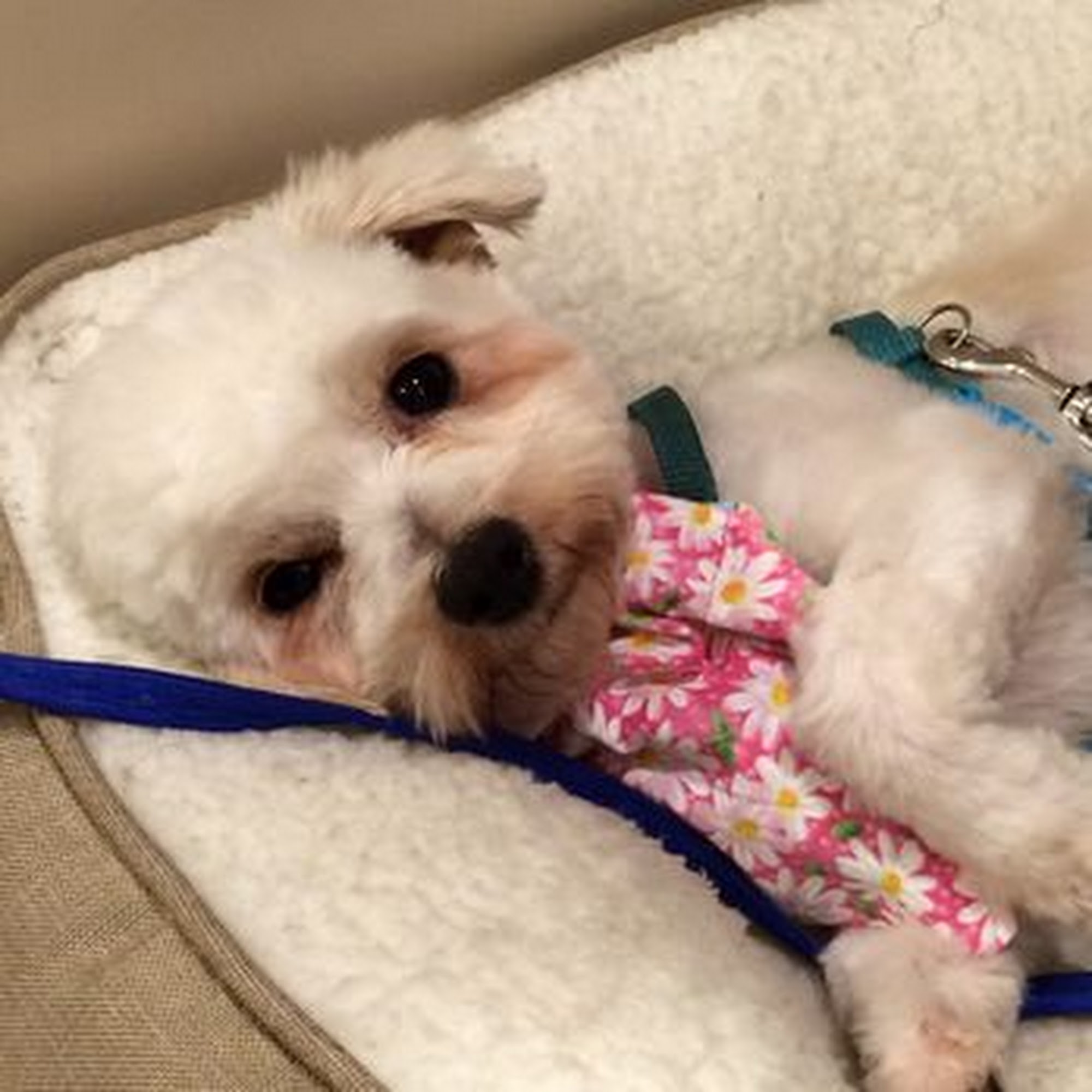 Tassajara Veterinary Clinic Danville