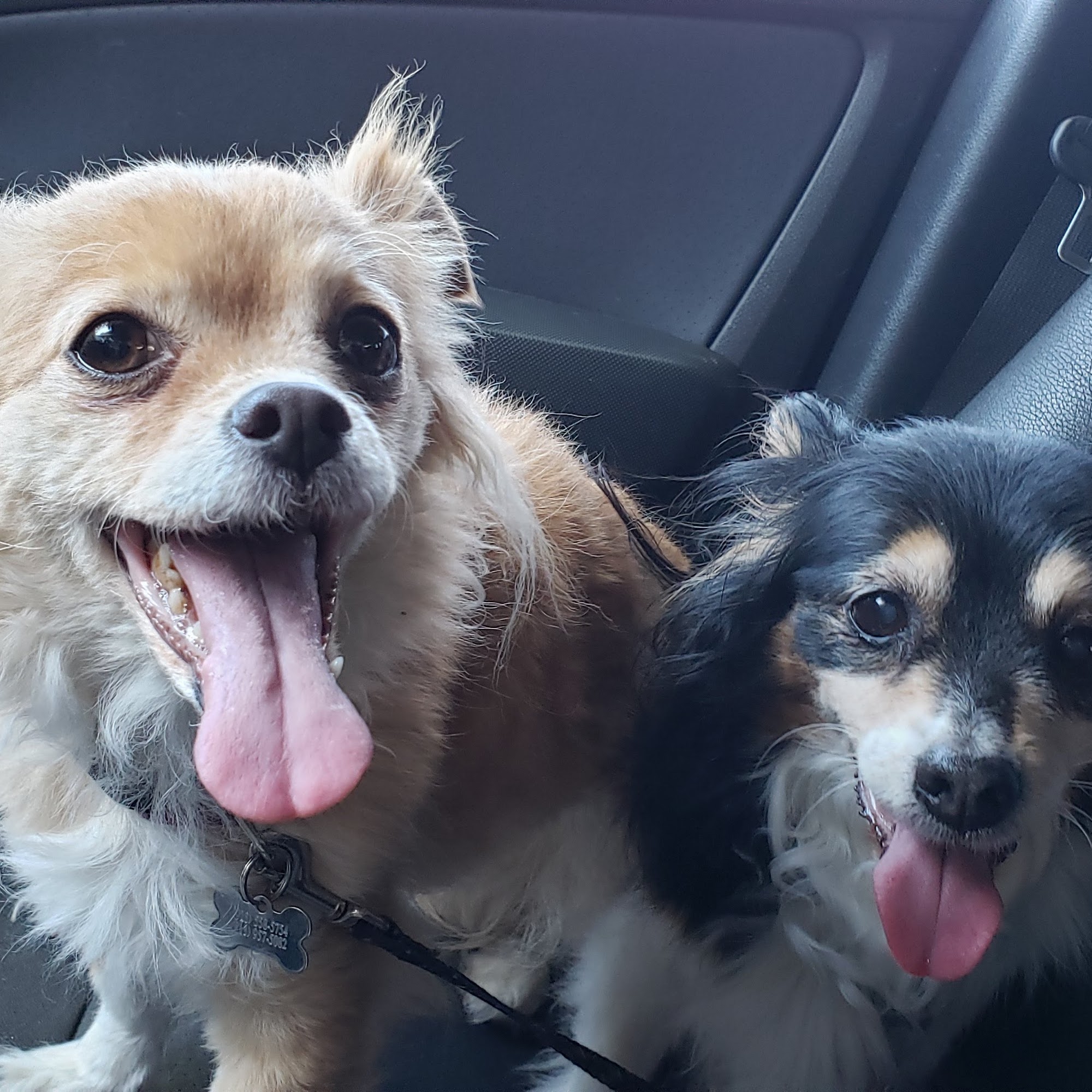 HK Animal Hospital Danville