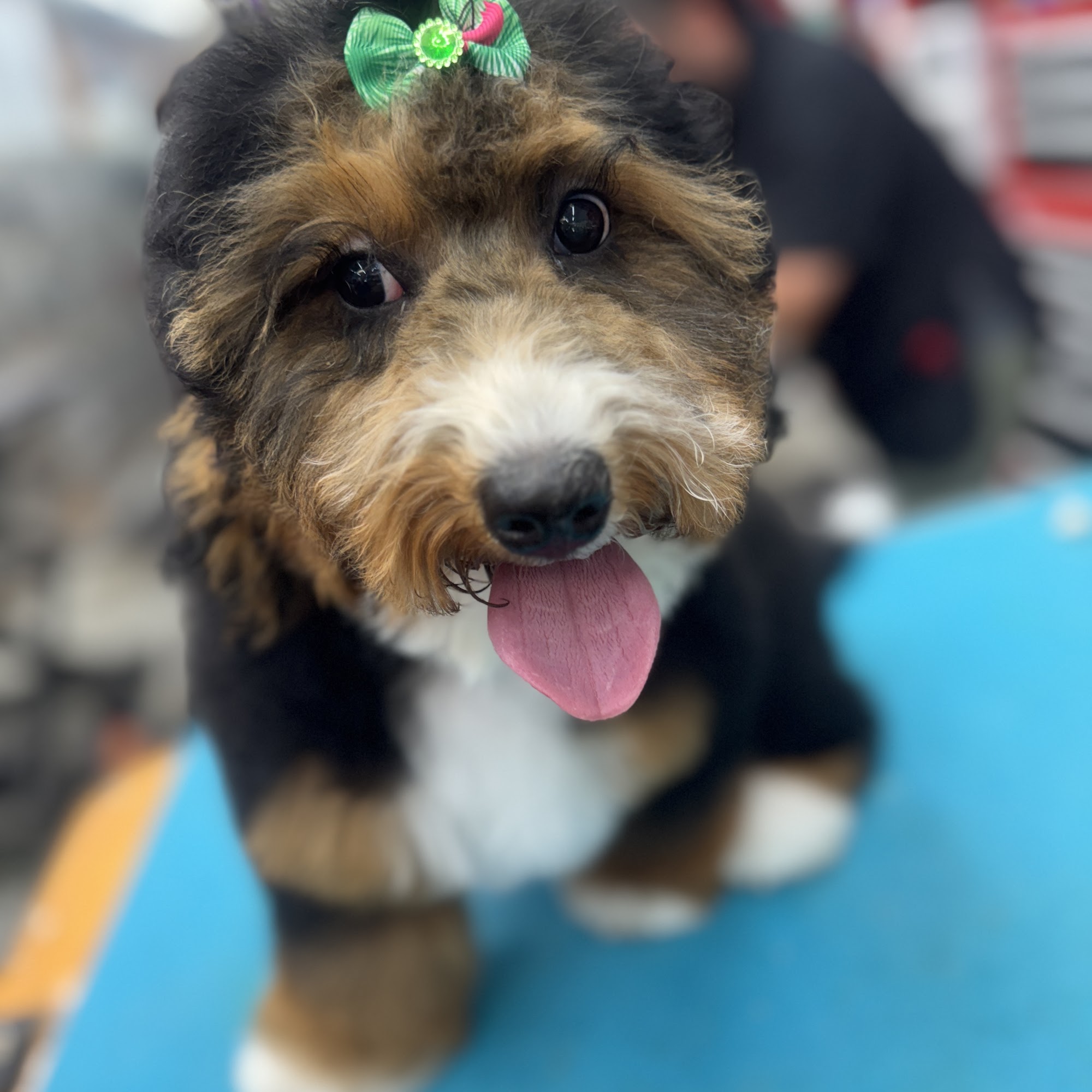 All Fur Love Grooming LLC Danville