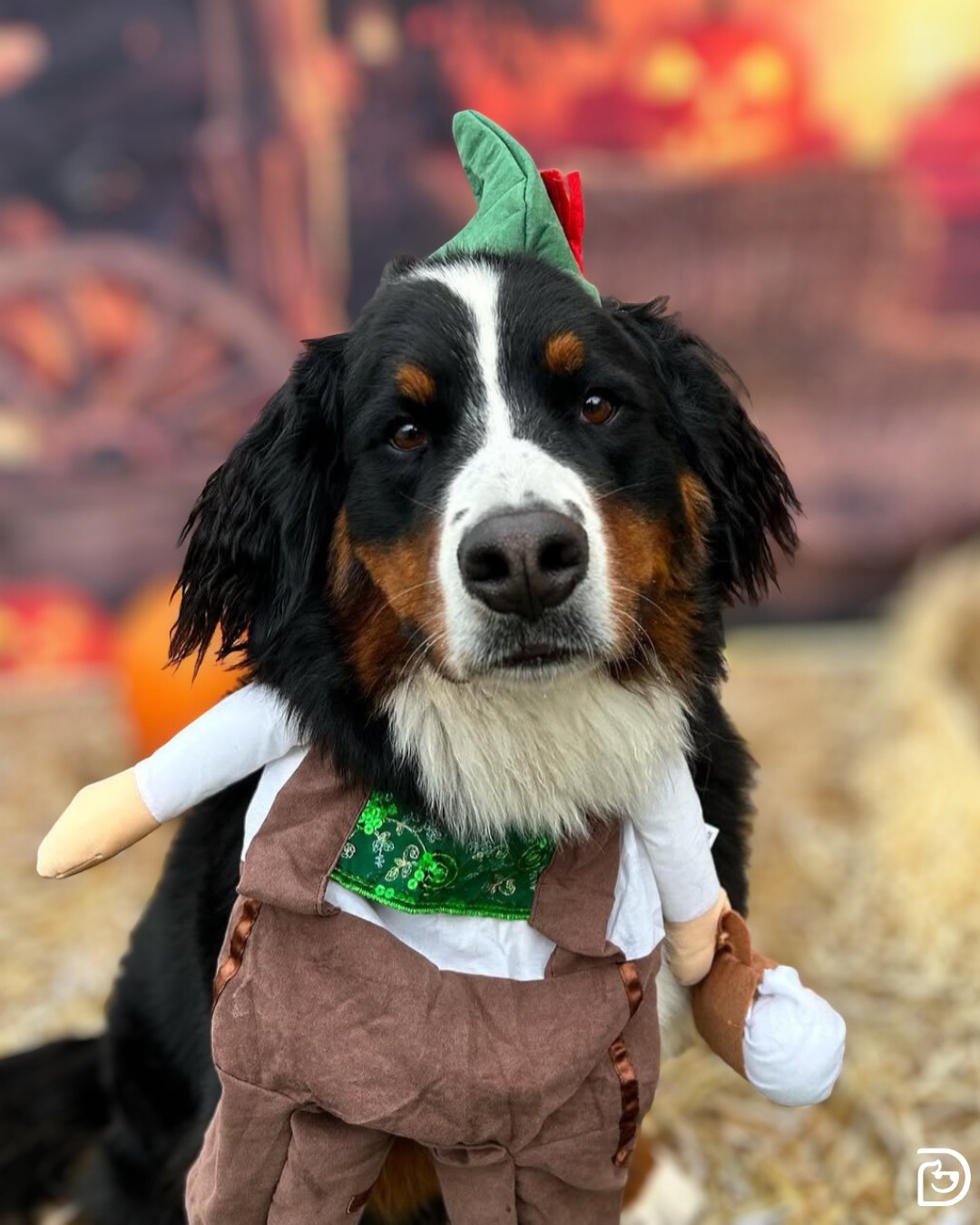 Dogtopia of Blackhawk Danville