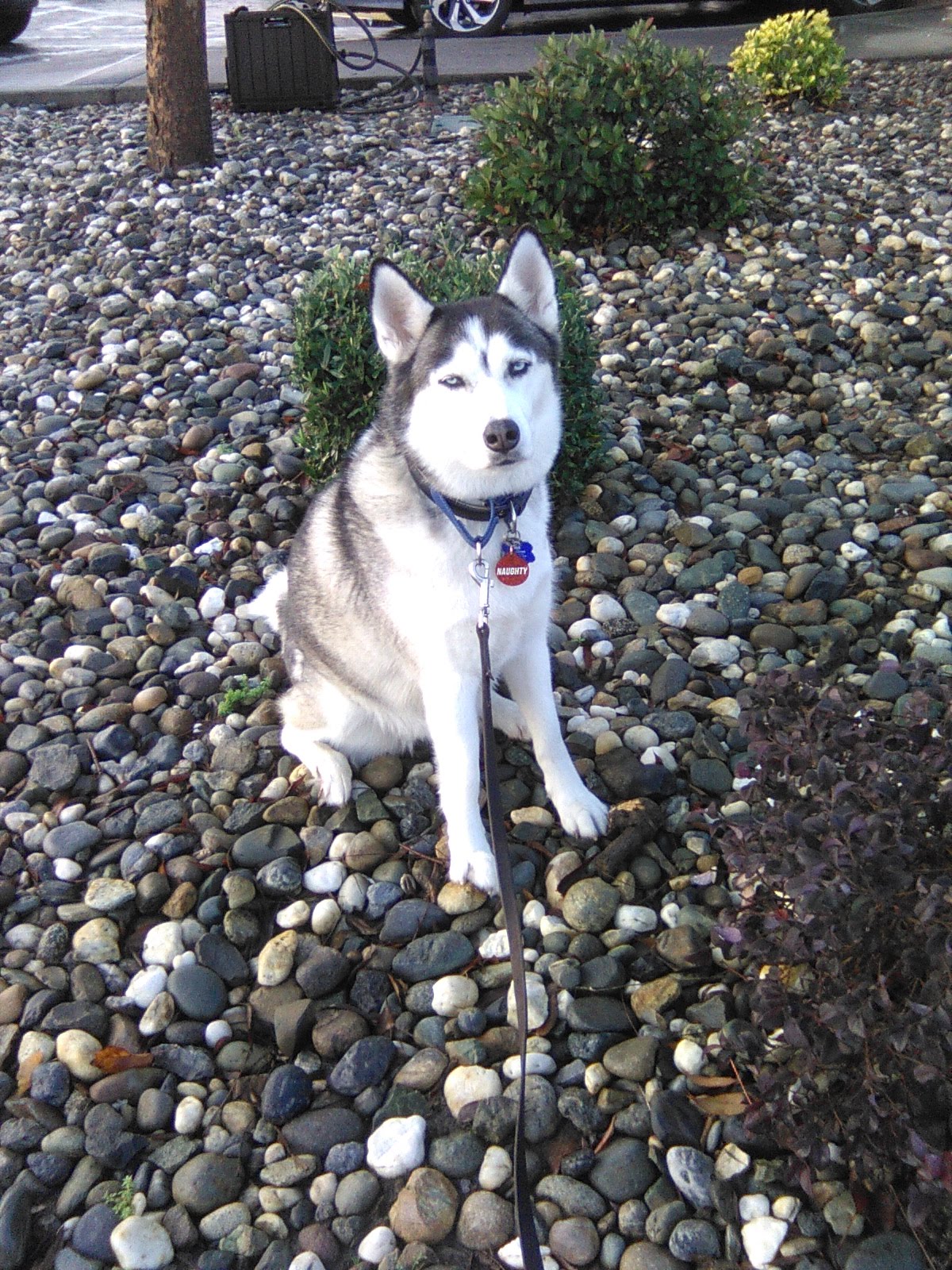 Animal Wellness Center Davis