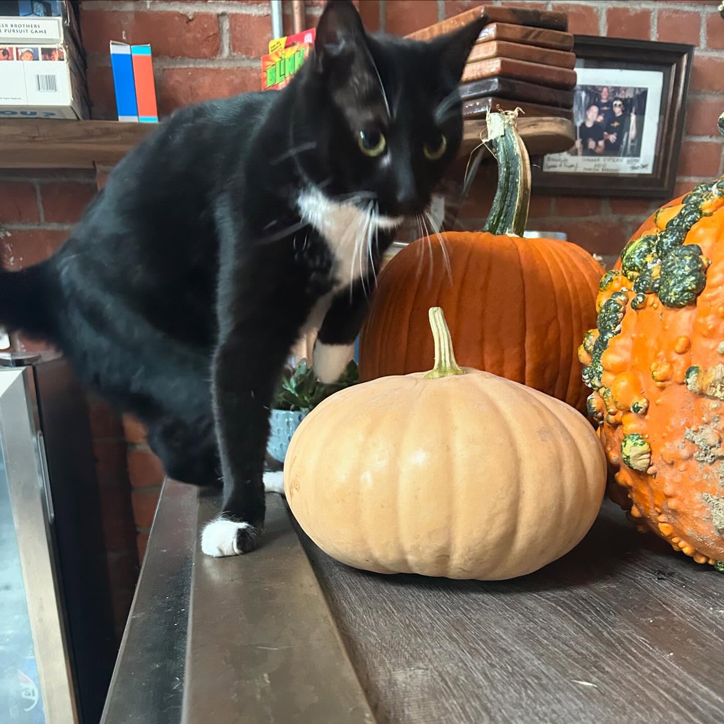 Dunloe Brewing Davis