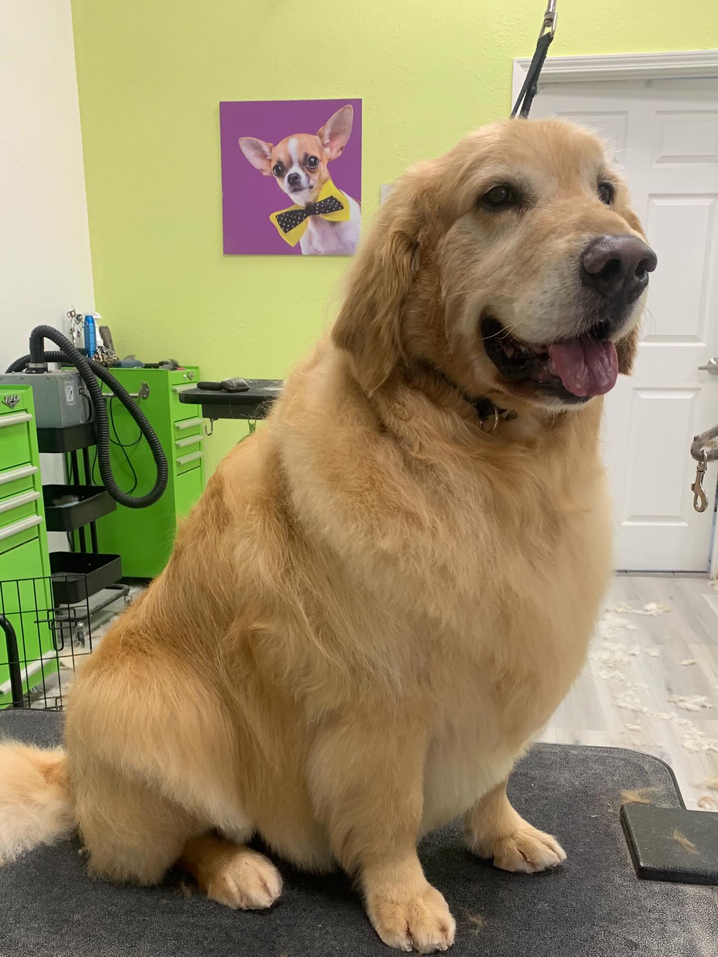 Sydnee's Pet Grooming Davis