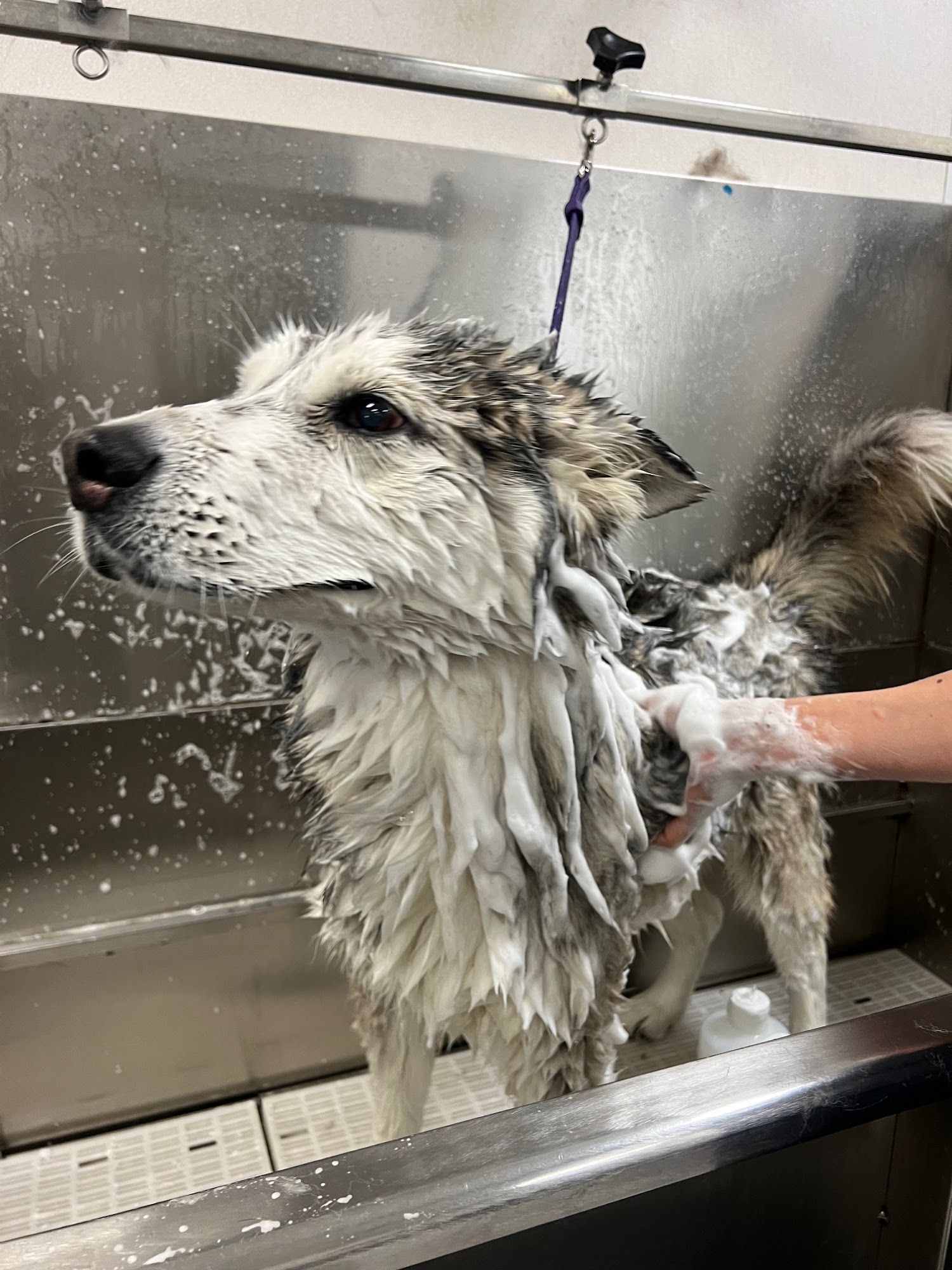 Sydnee's Pet Grooming Davis