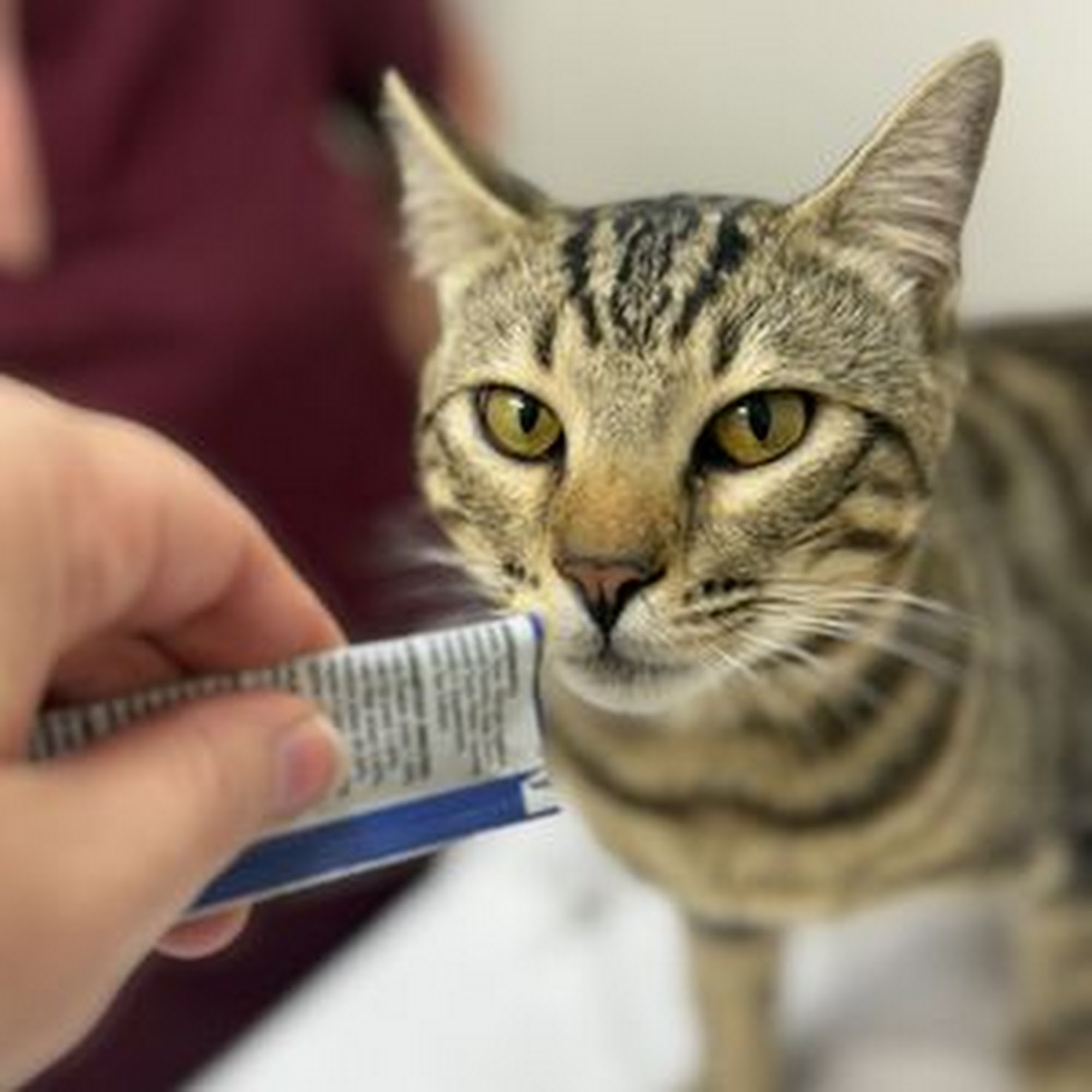 Del Mar Heights Veterinary Hospital Del Mar