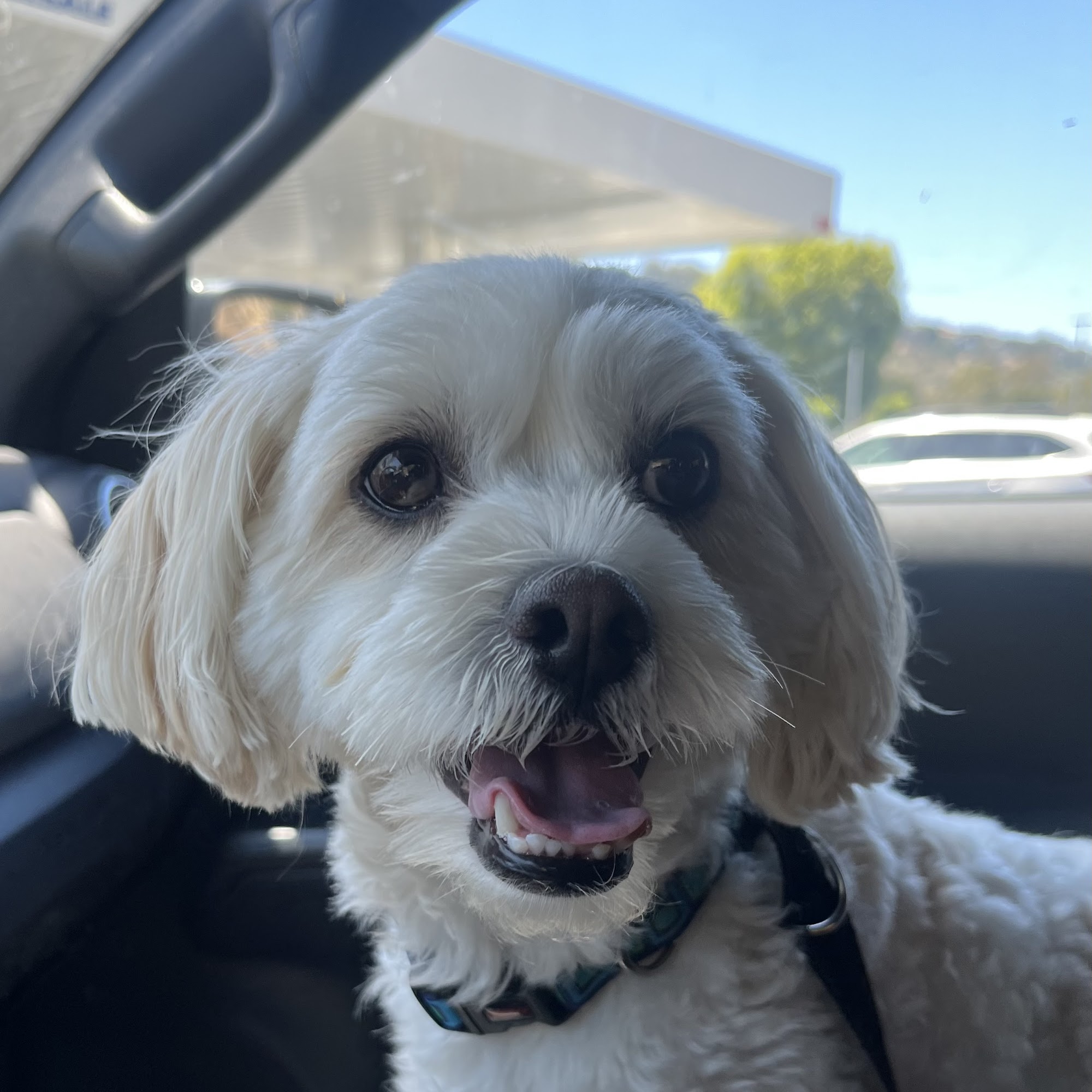 Animal & Bird Hospital of Del Mar Del Mar