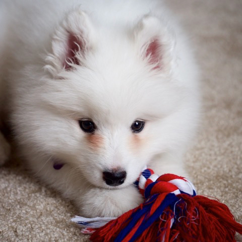 The Puppy Care Company Del Mar