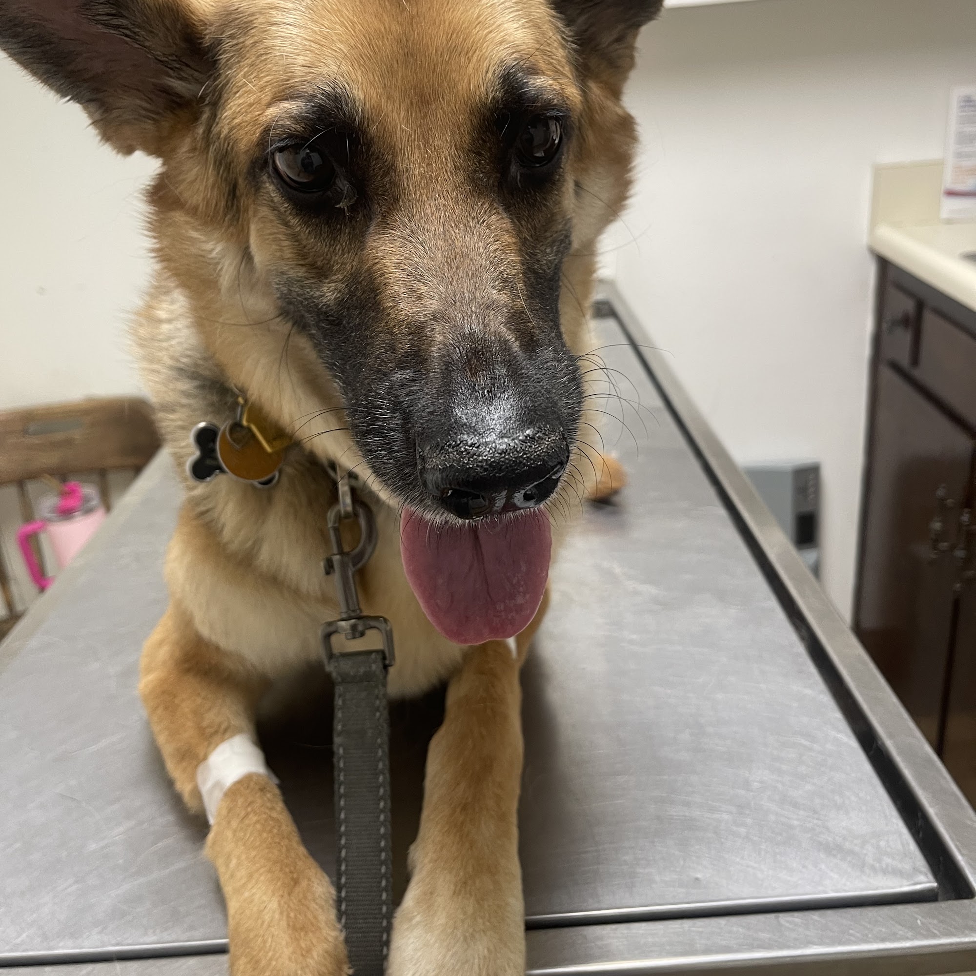 Delano Veterinary Hospital Delano