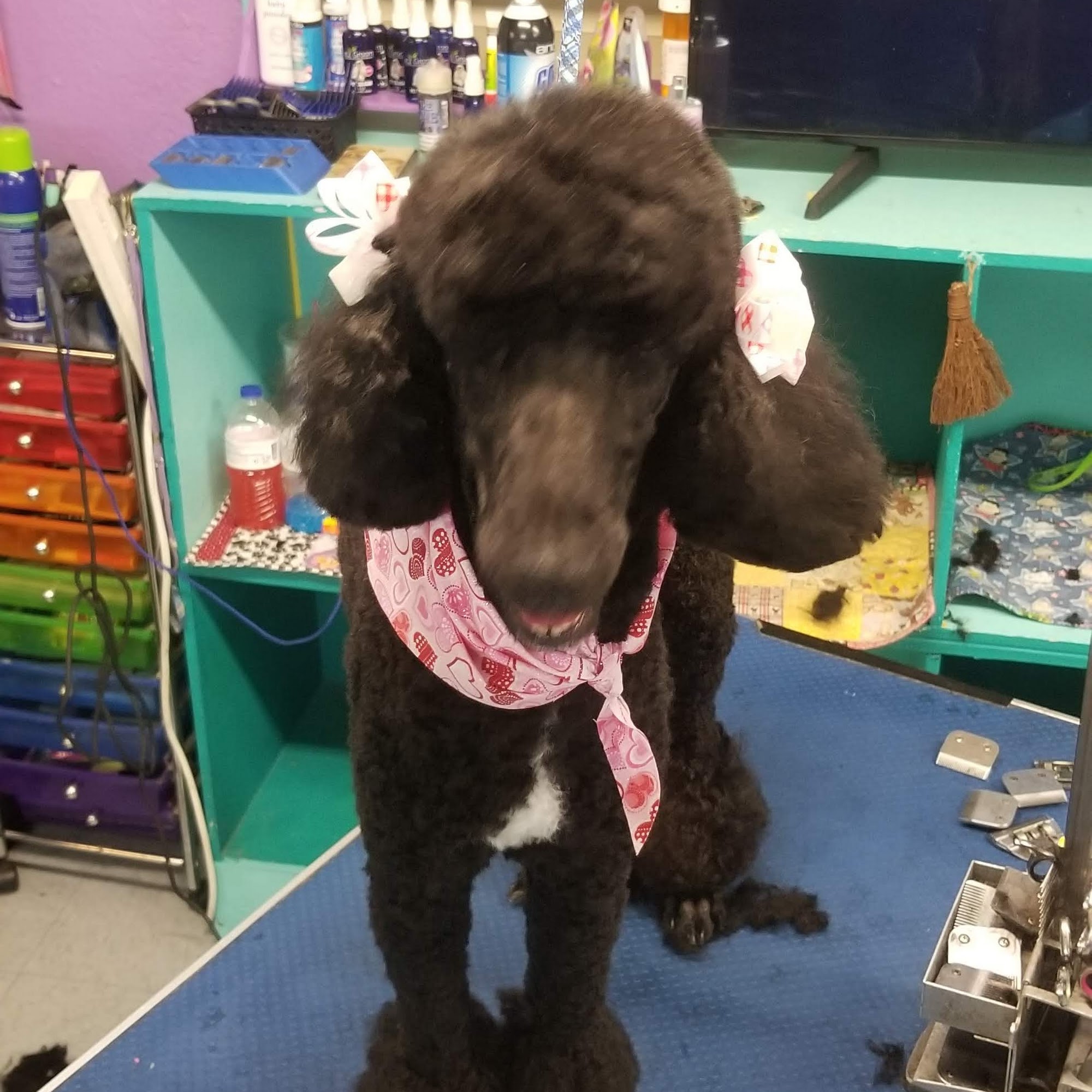 Claws ‘N’ Paws Desert Hot Springs