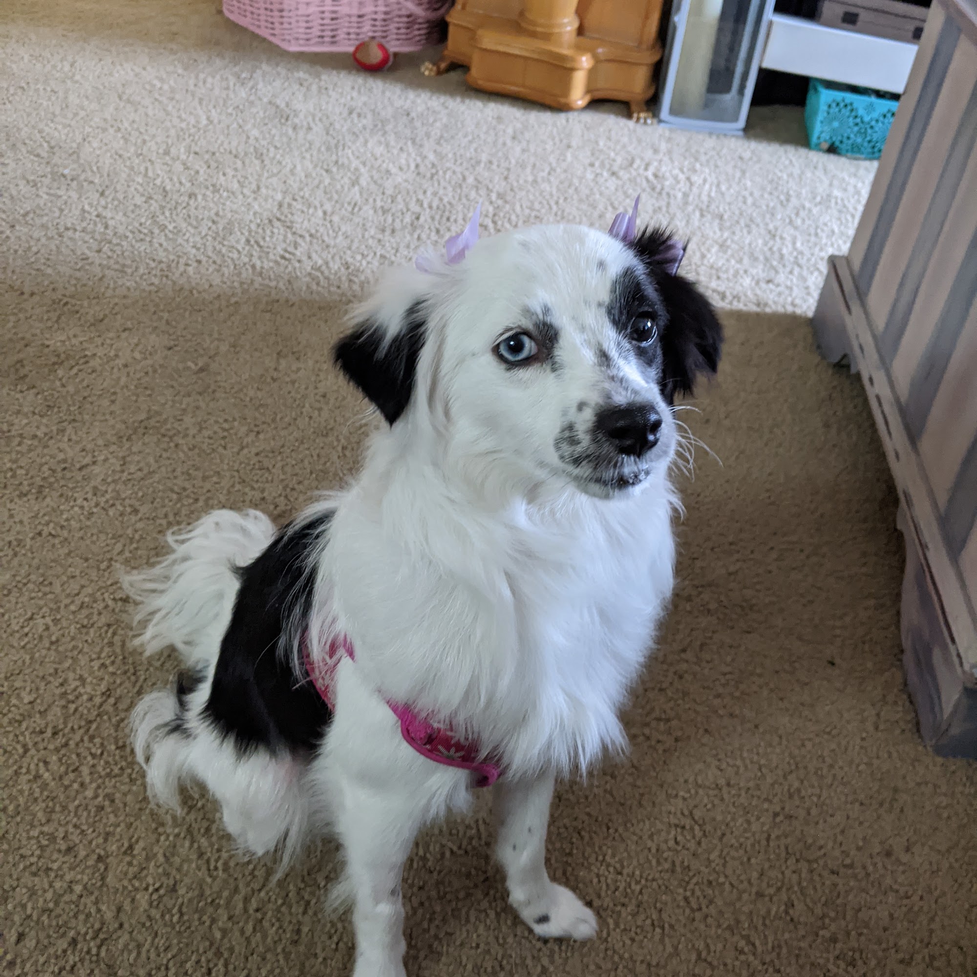 Nancy's Pet Parlor Diamond Bar