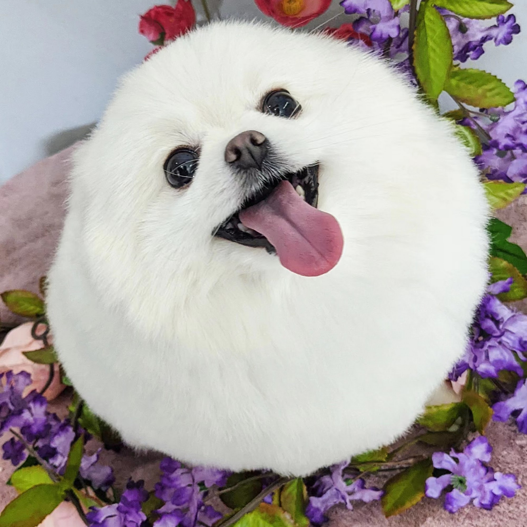 Ironmaya Pet Grooming Diamond Bar