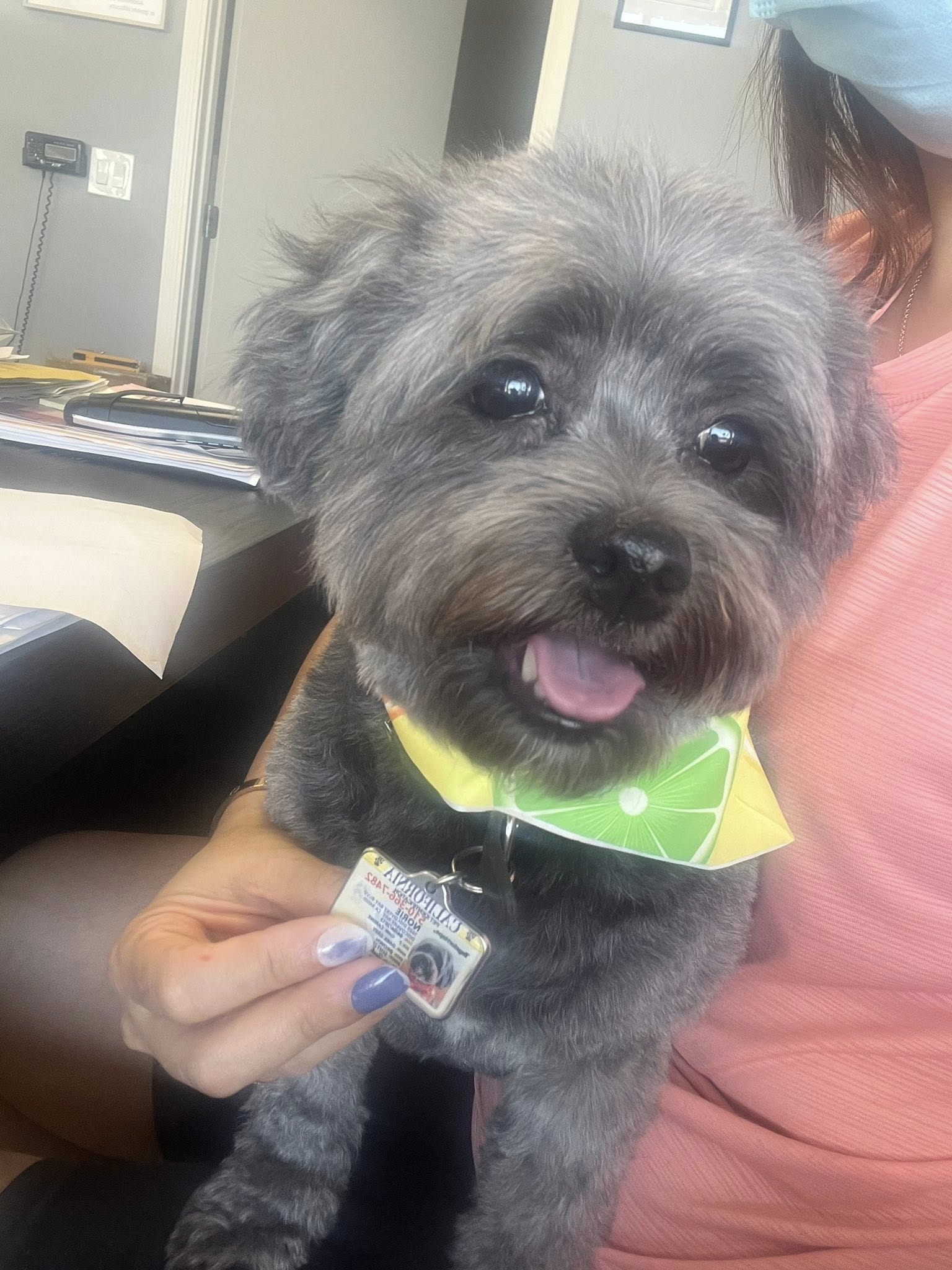 Halo Pet Grooming Discovery Bay