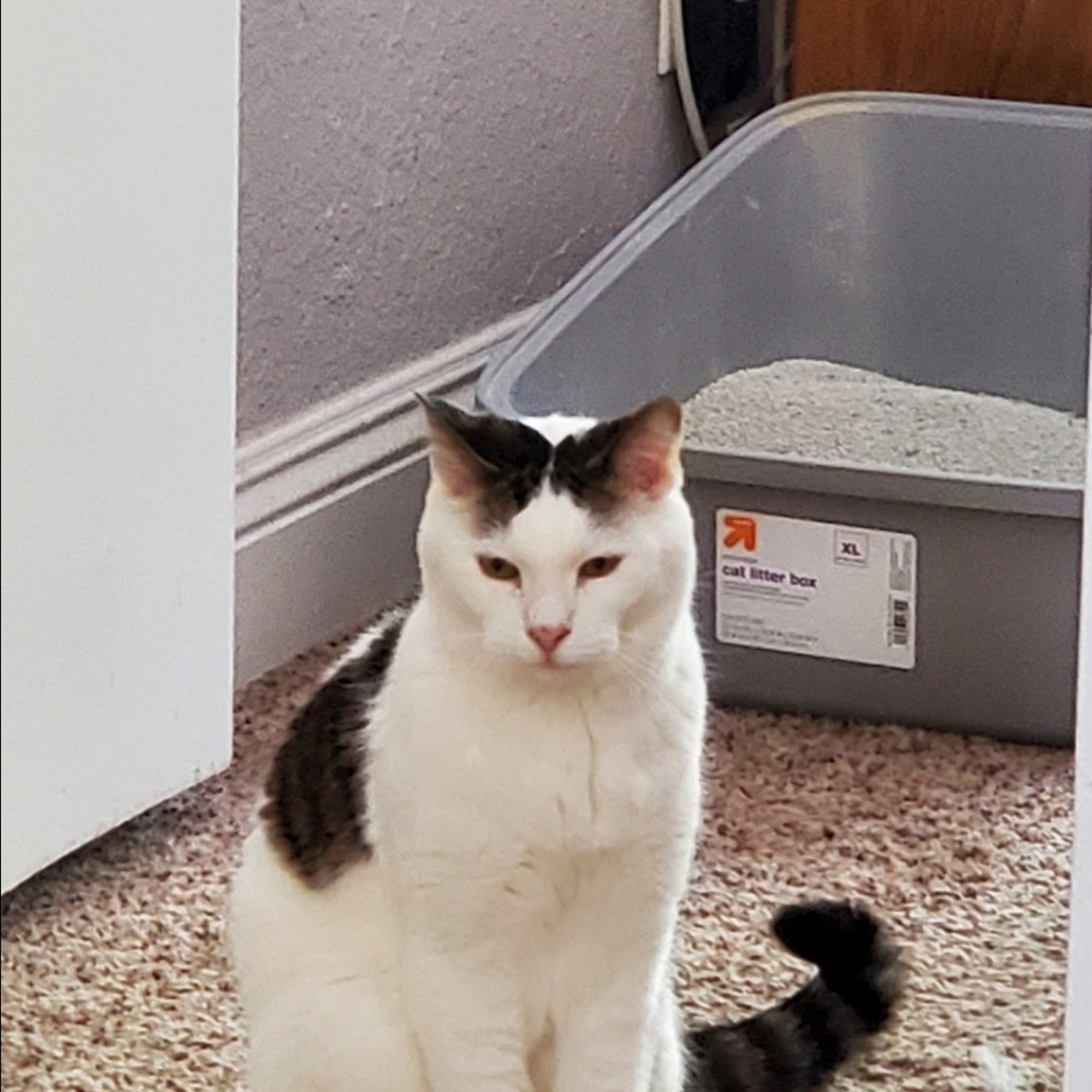 Aggie Animal Clinic Dixon