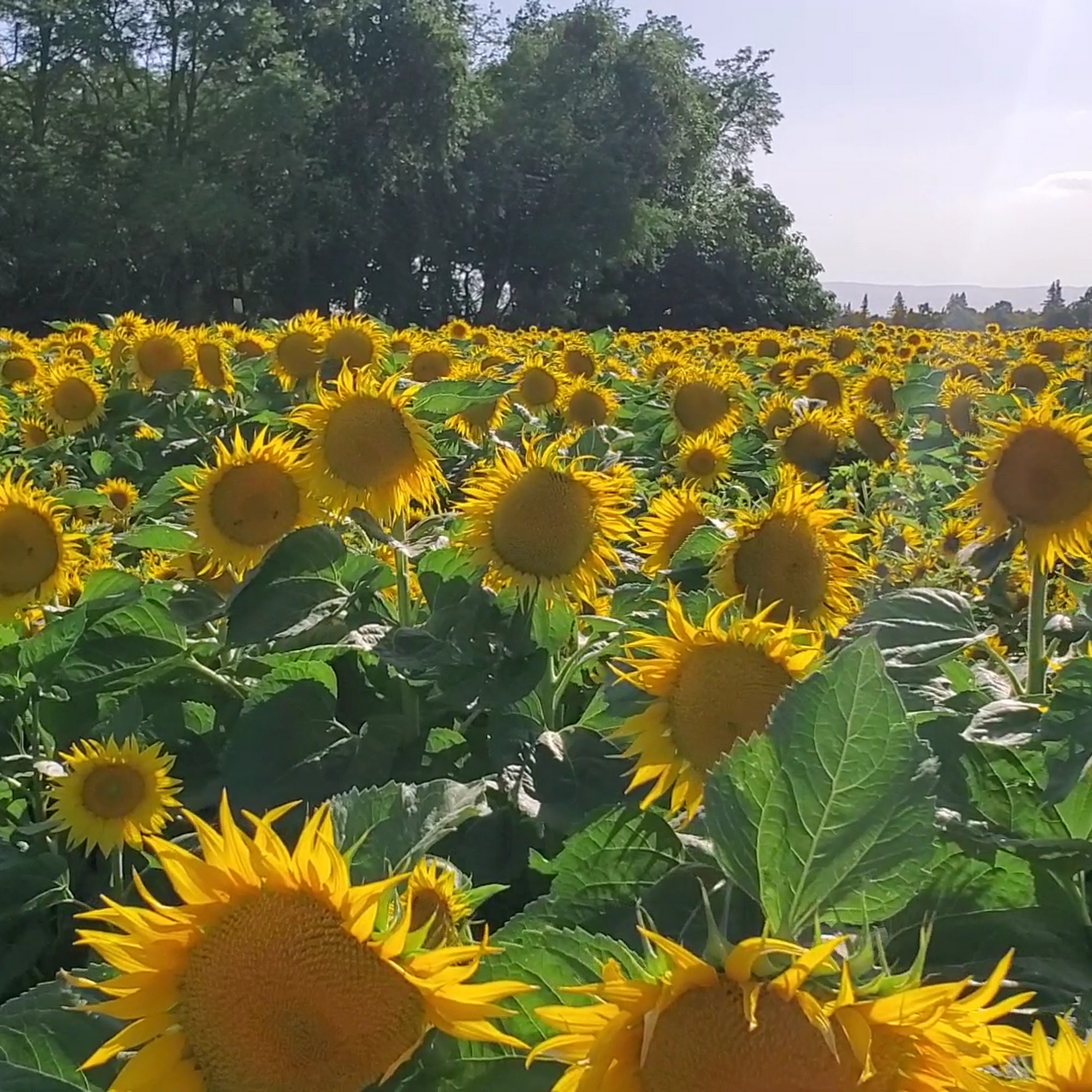 Dixon Veterinary Clinic Dixon