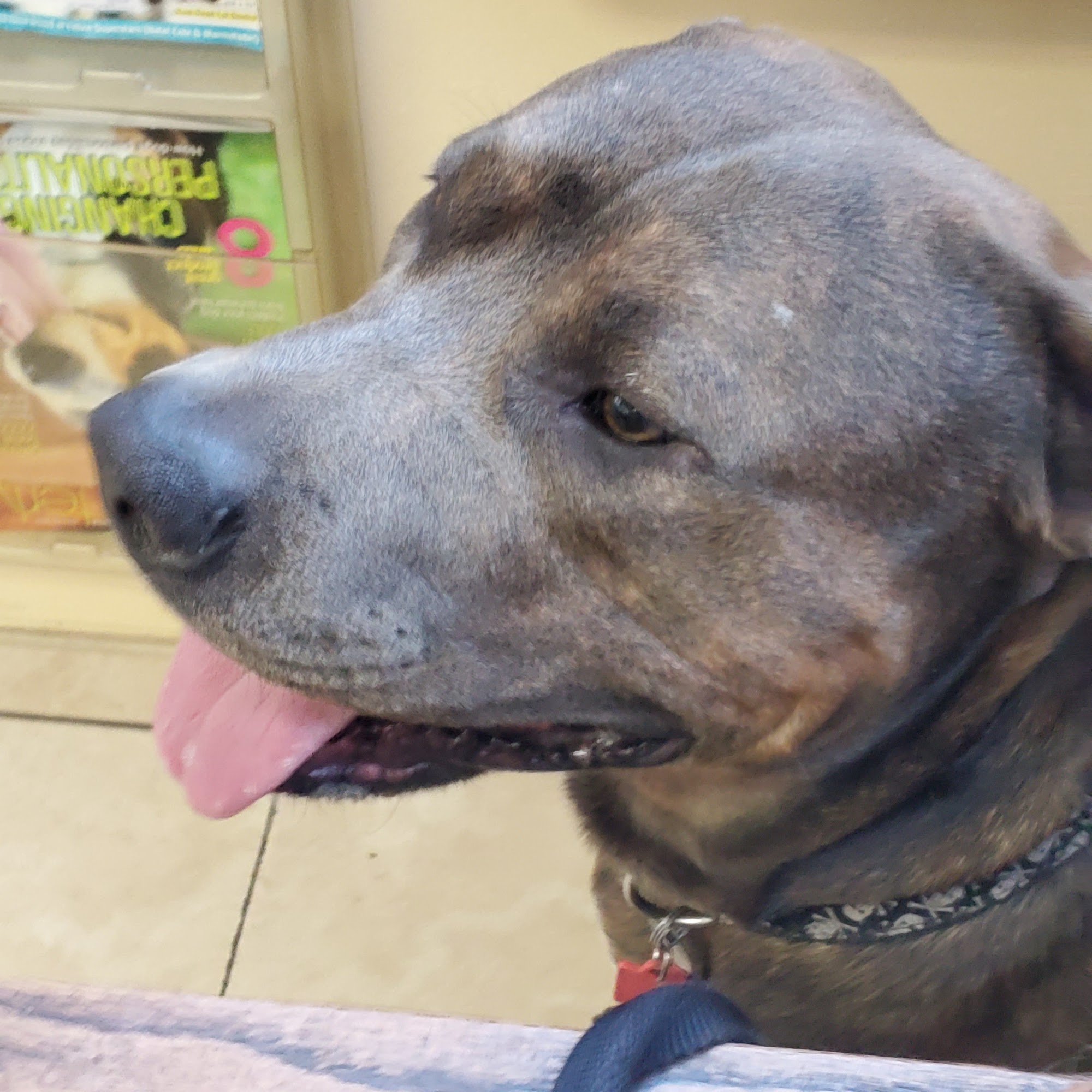 Downey Veterinary Hospital Downey