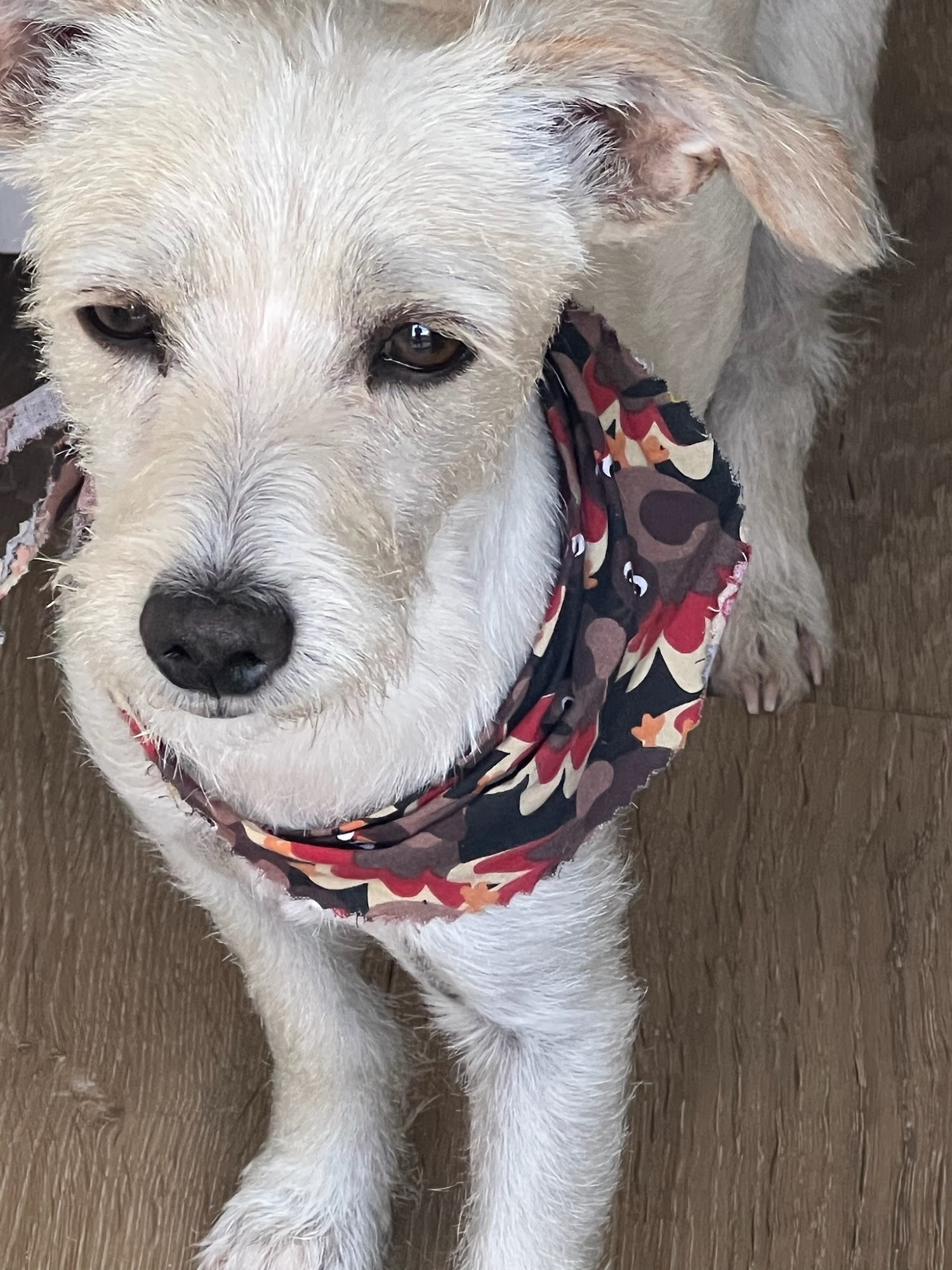 Doggy Land Grooming Downey