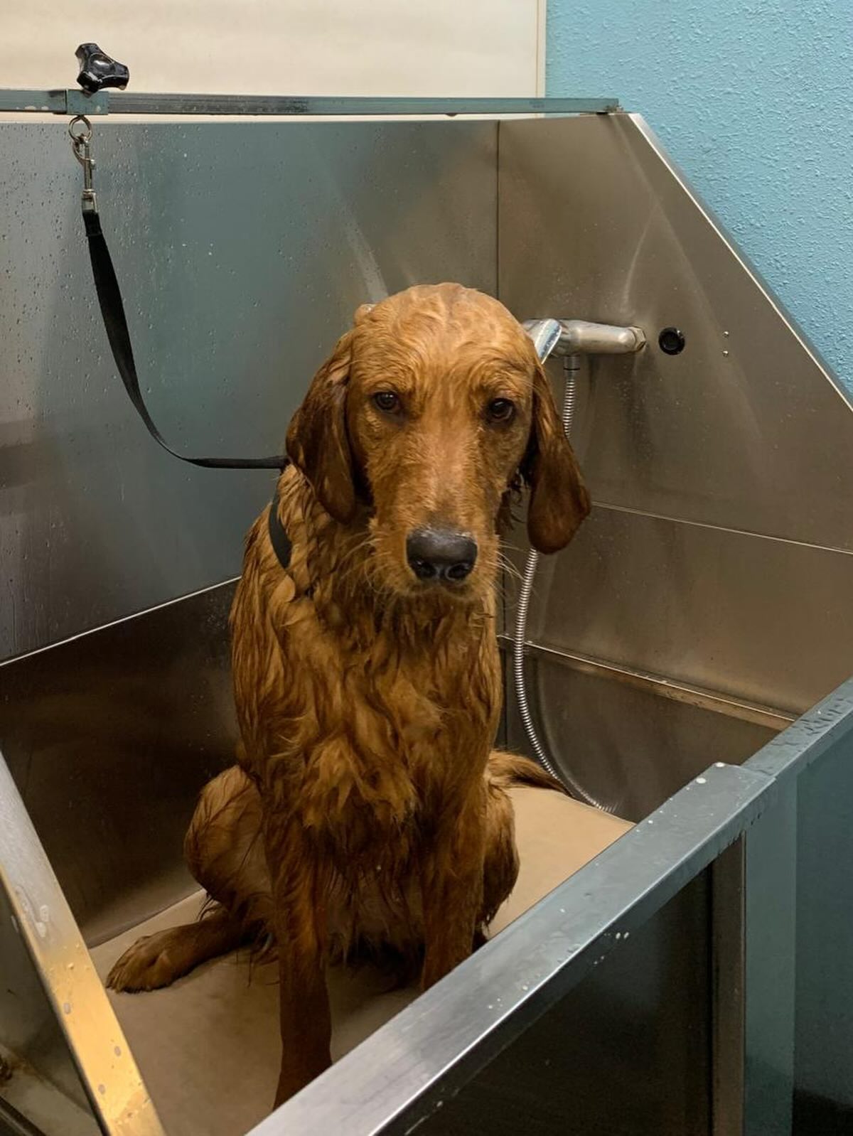 Toto's Dog Wash Self-Serve + Grooming Downey