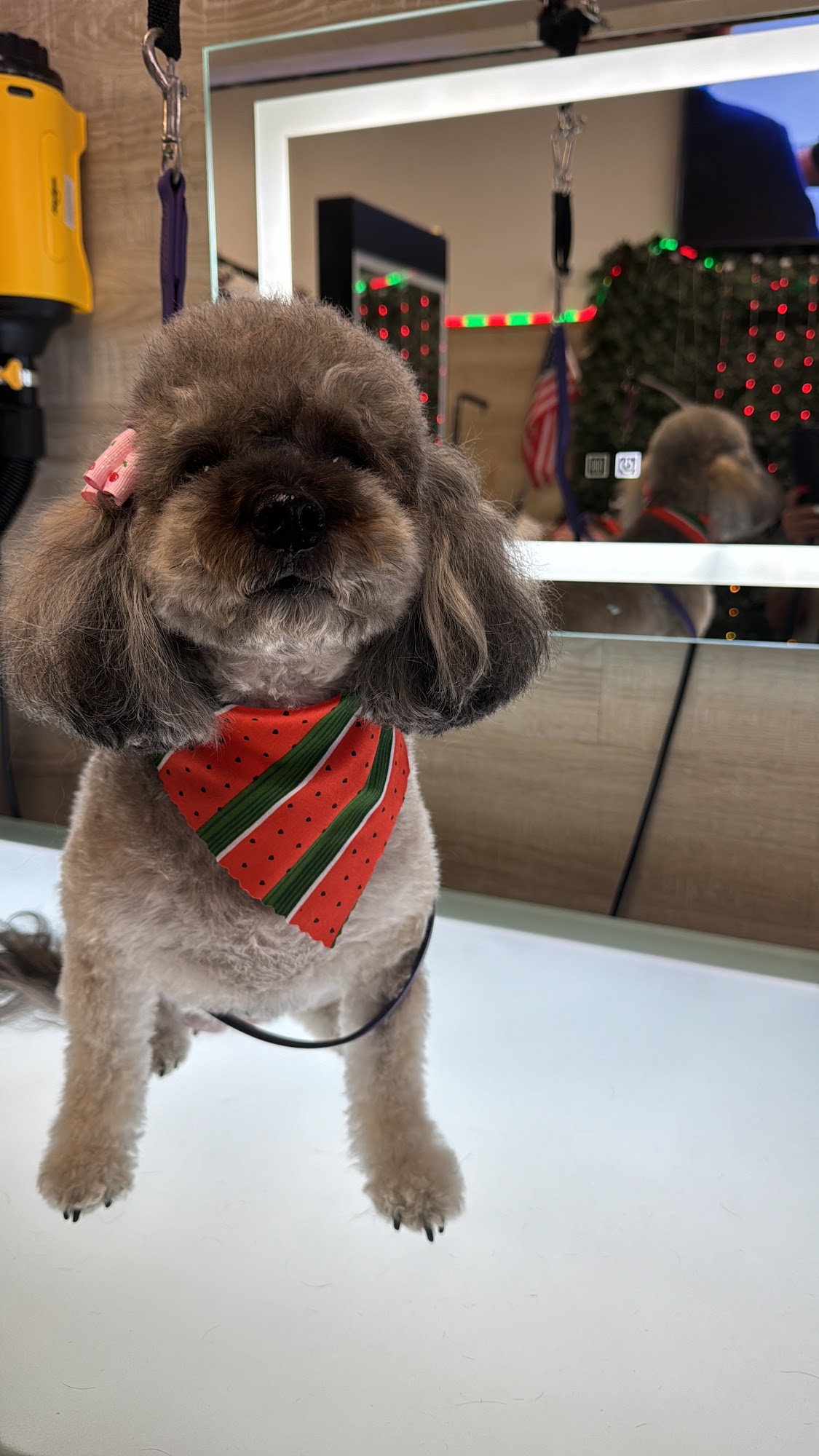 downey dog gromming salon Downey