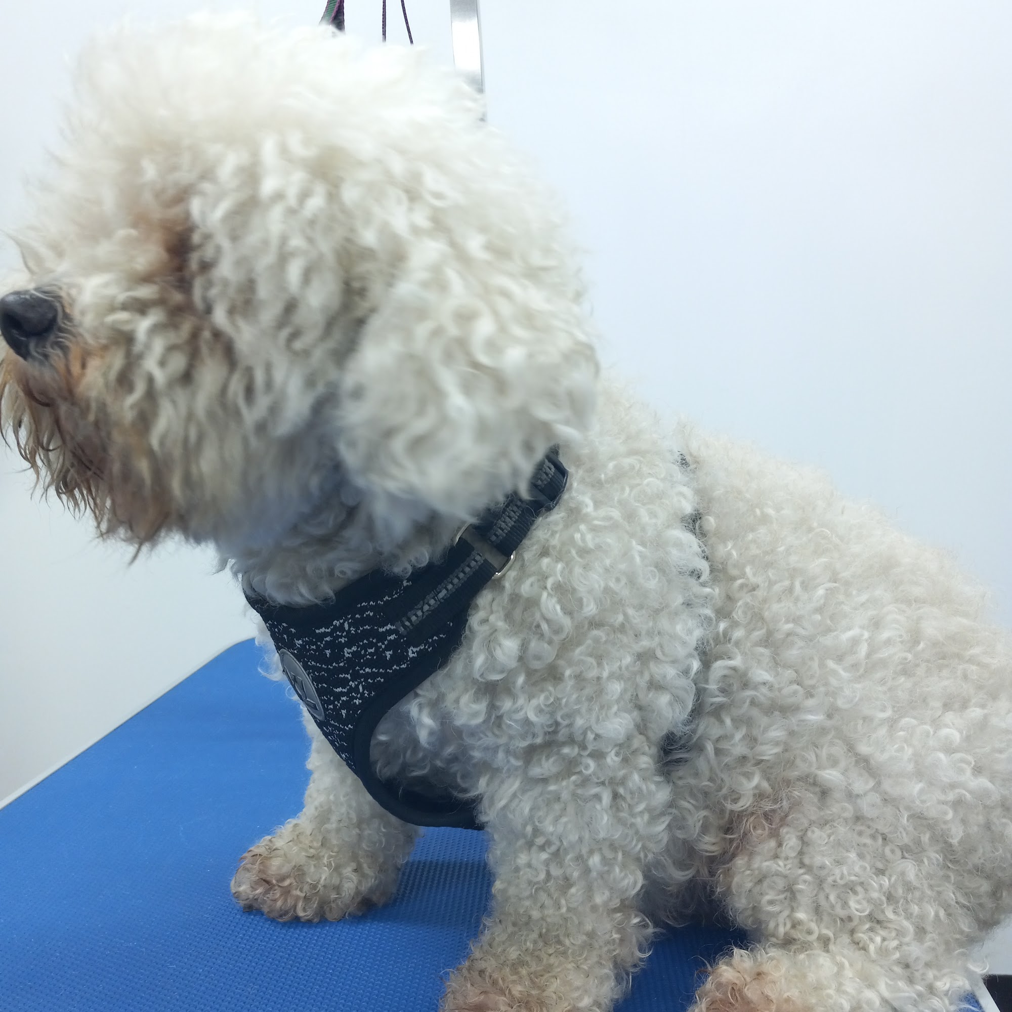 Charlie`s Grooming Downey