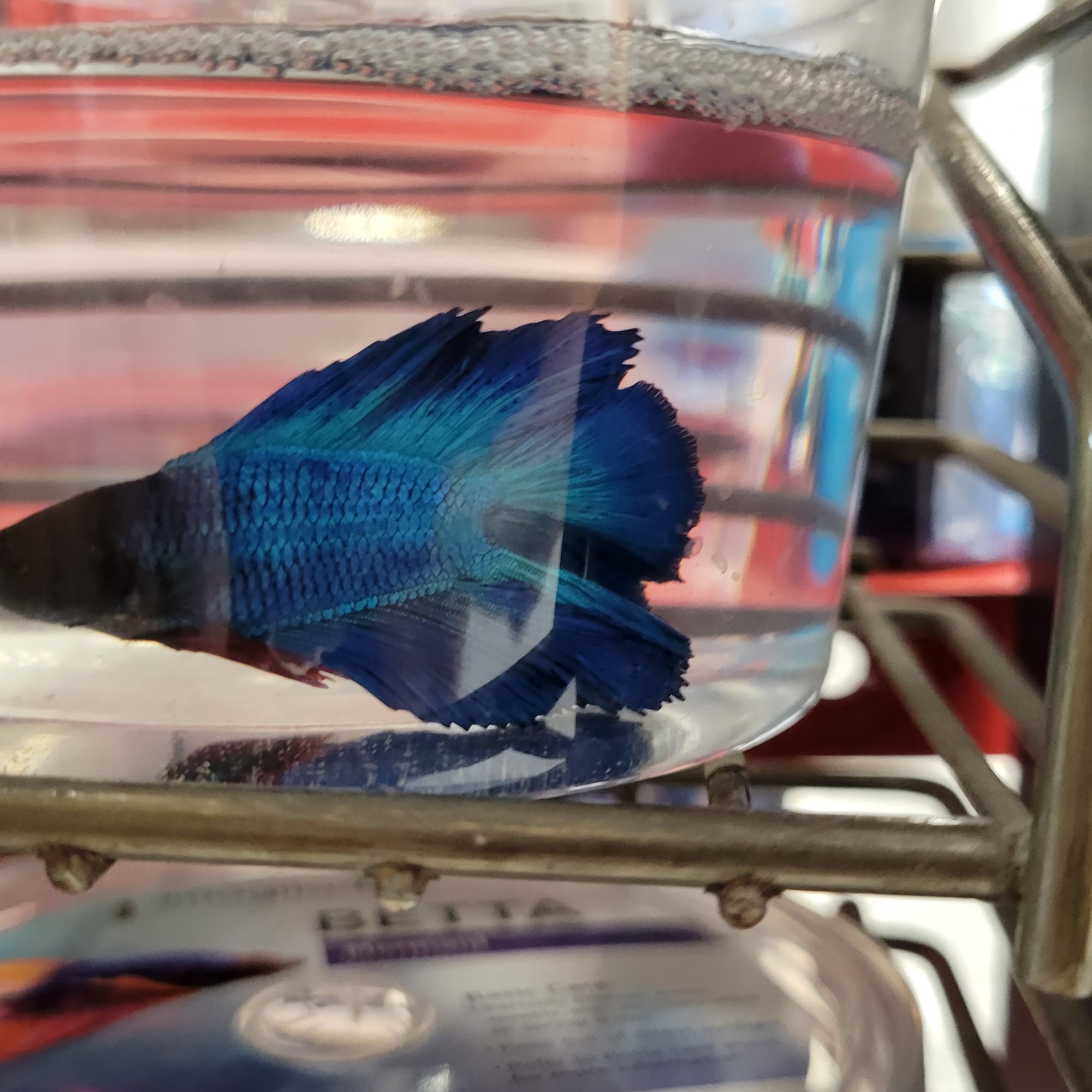 Petco Dublin