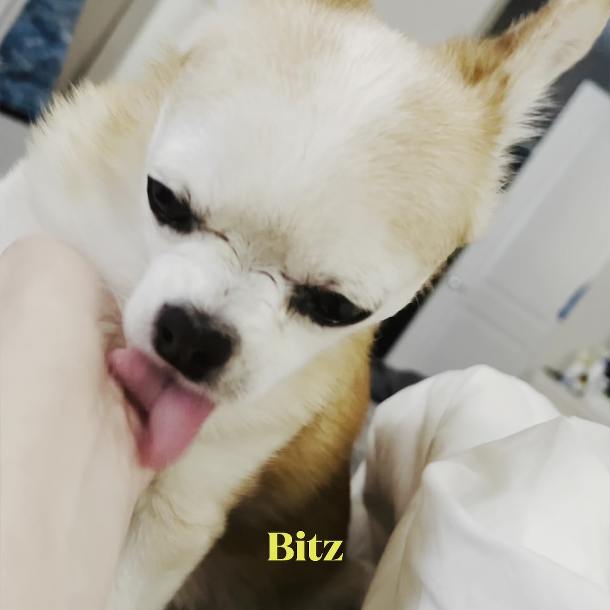 Parkway Veterinary Hospital Dublin