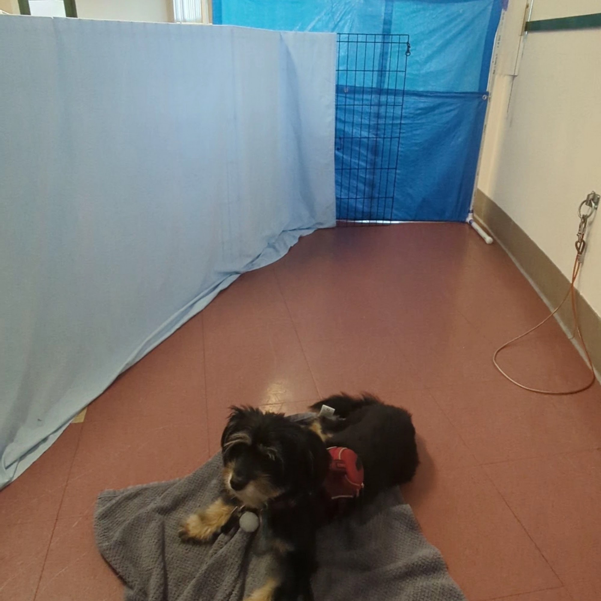 East Bay SPCA, Dublin Dublin