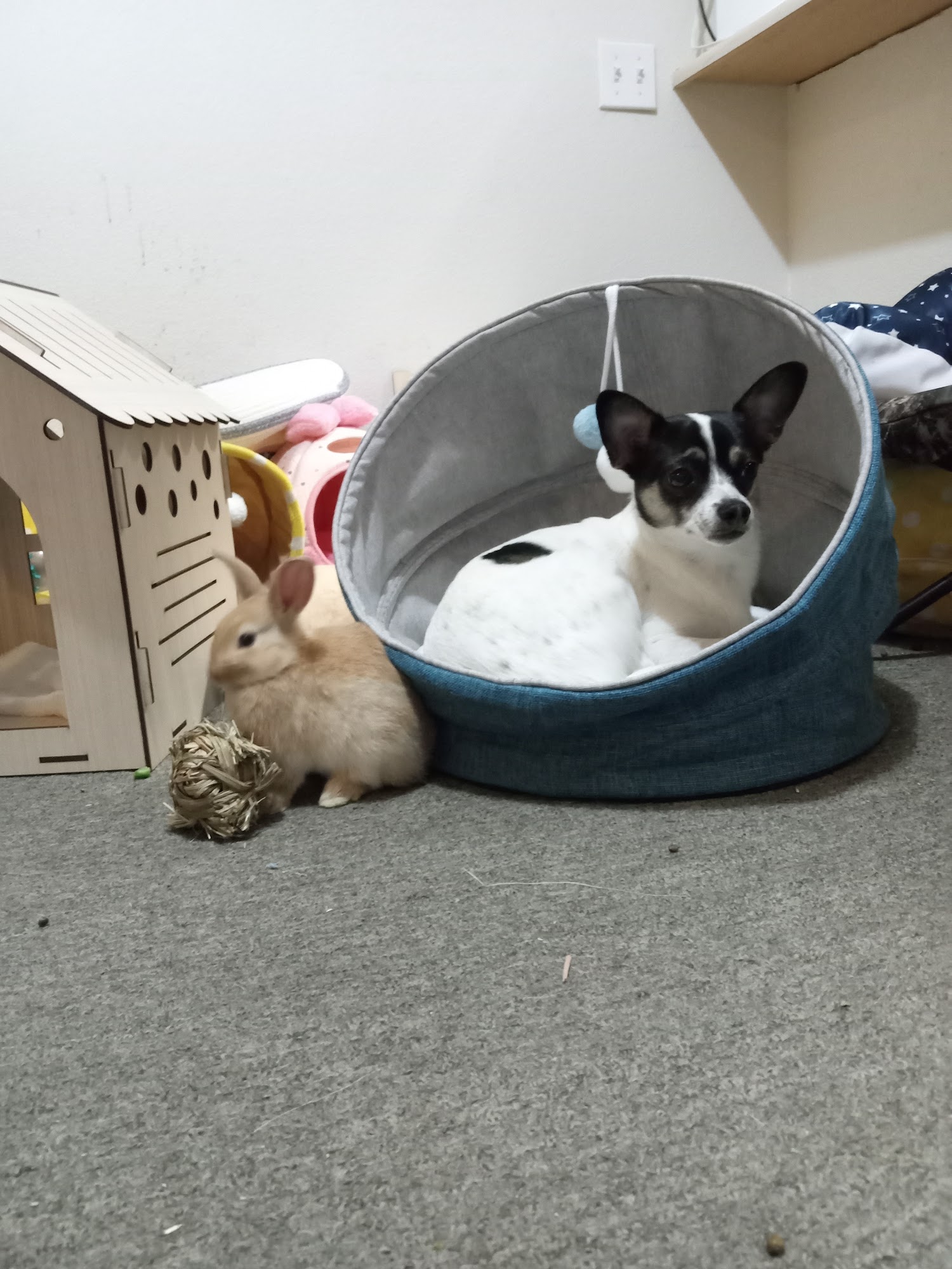 East Bay Rabbit Rescue Dublin