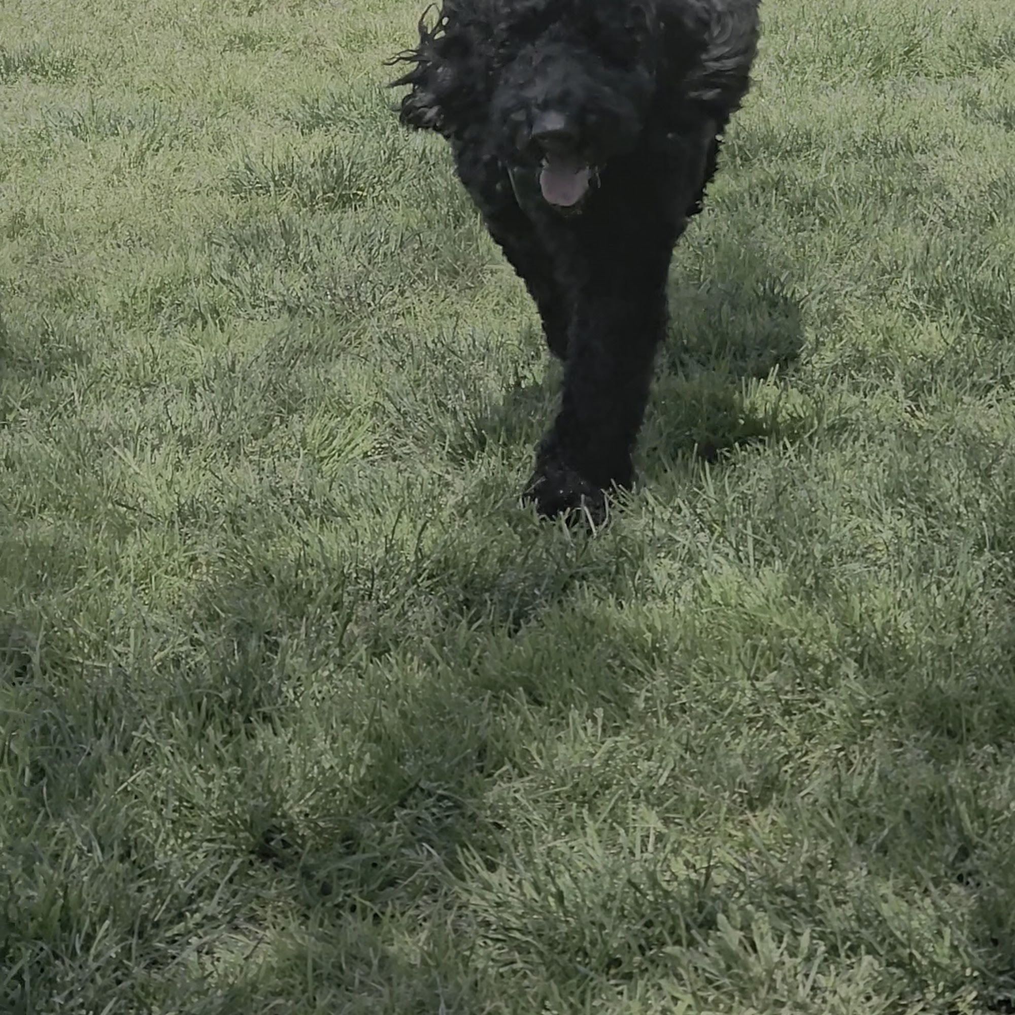 Dougherty Hills Dog Park Dublin