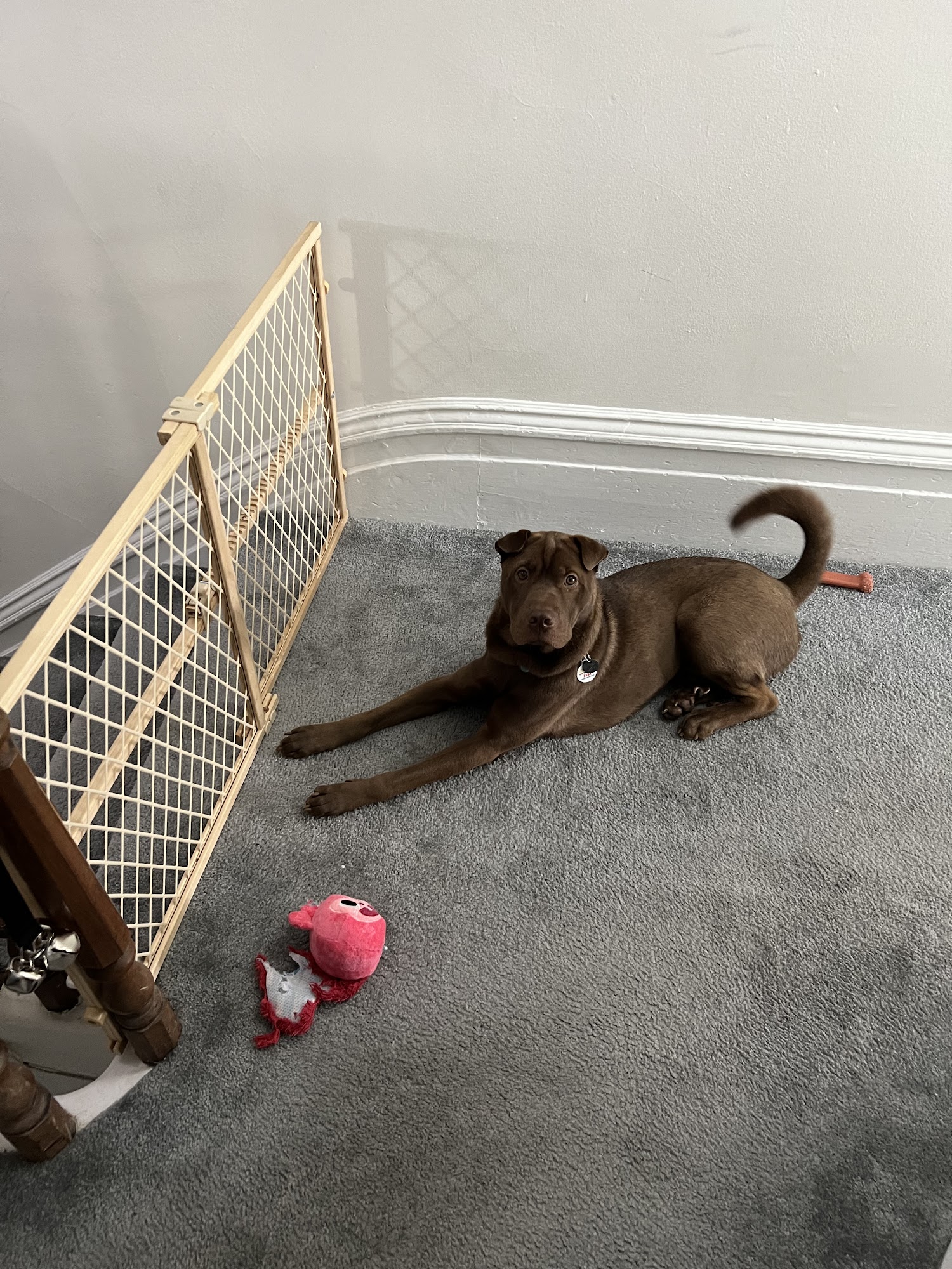 Lucky Dog Rescue Dublin