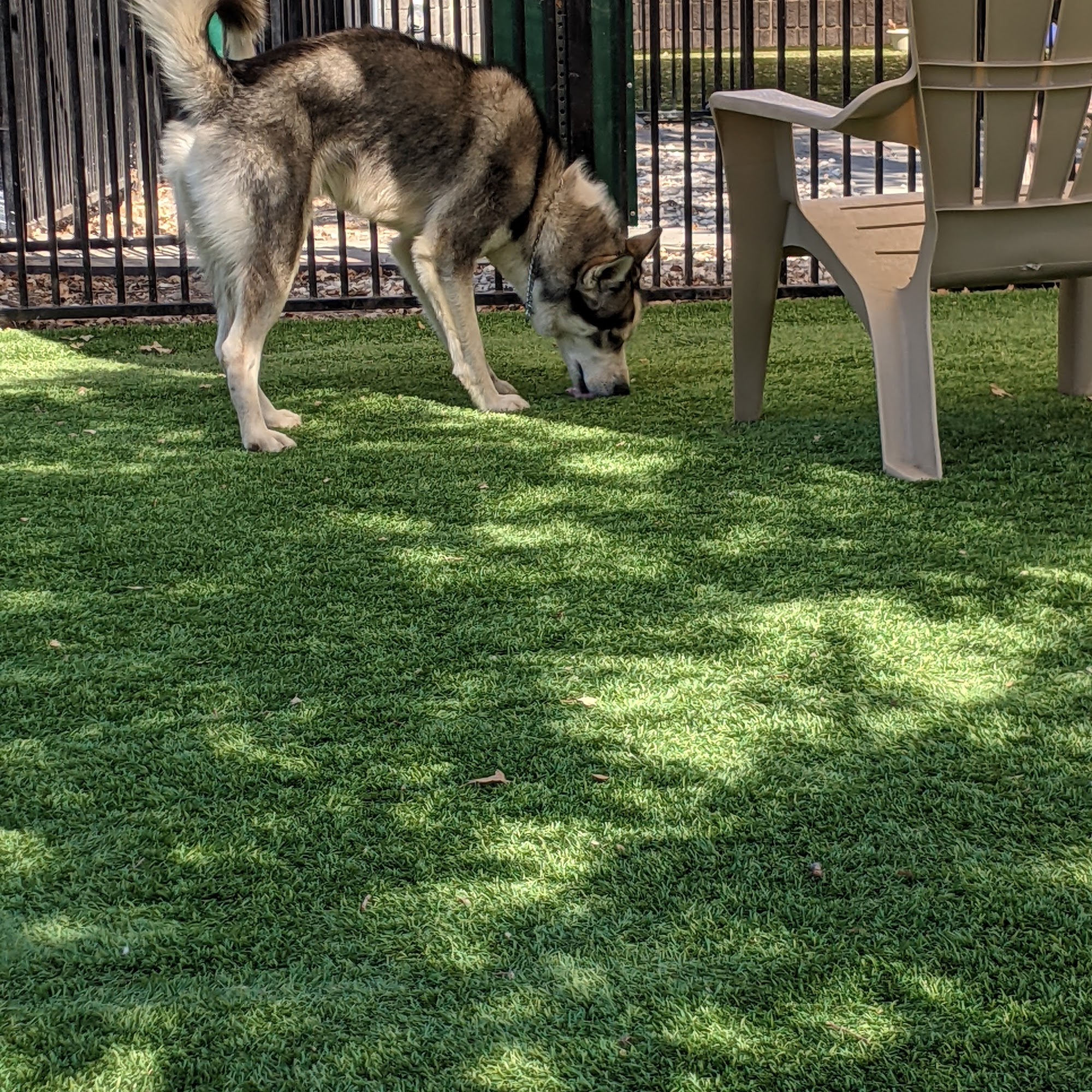 East County Animal Shelter Dublin