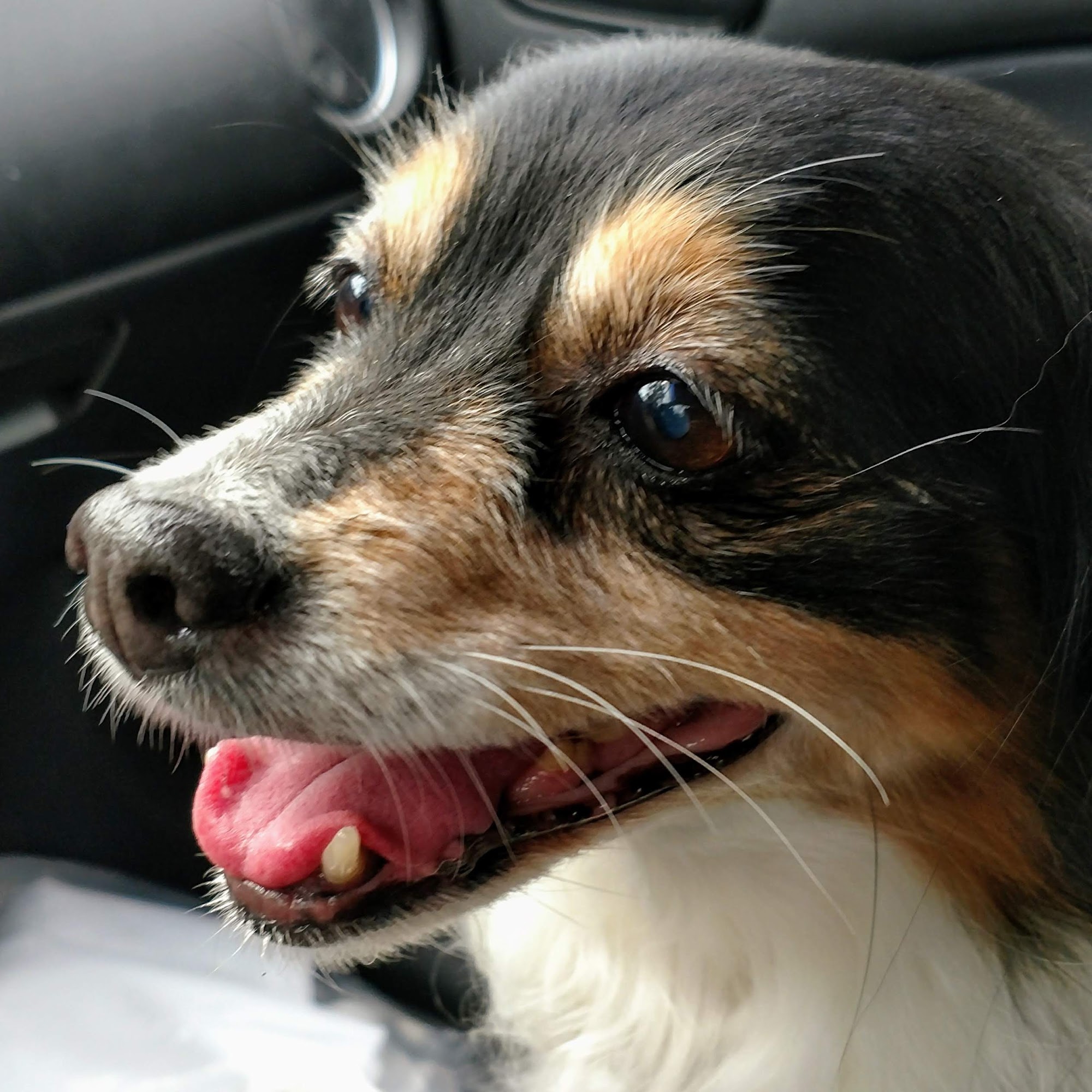 East County Animal Shelter Dublin