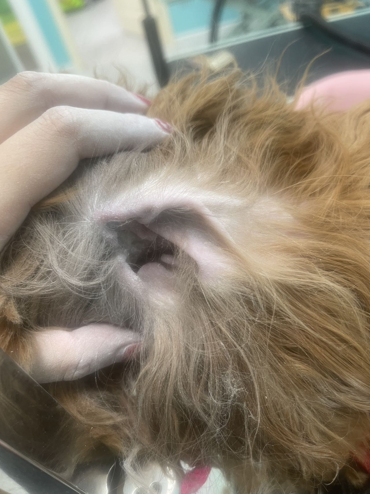 Ipet Grooming & Boarding Dublin