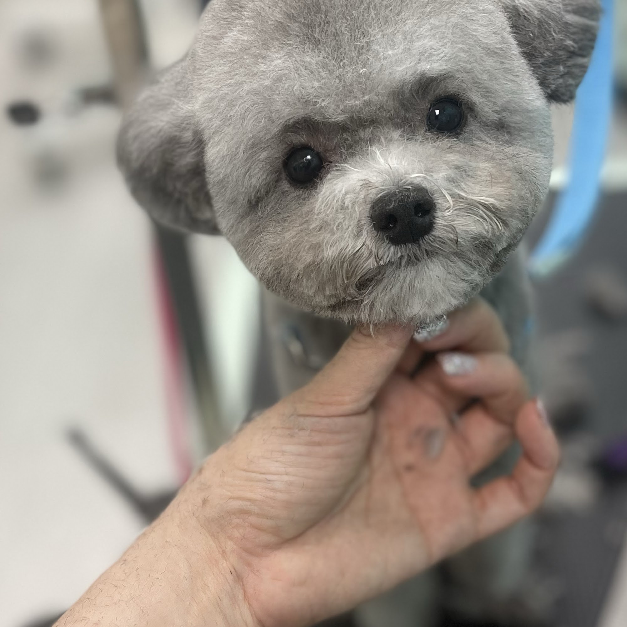 Ipet Grooming & Boarding Dublin