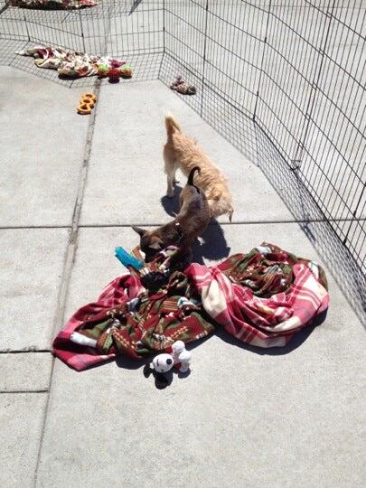 PetSmart Veterinary Services - Dublin Dublin