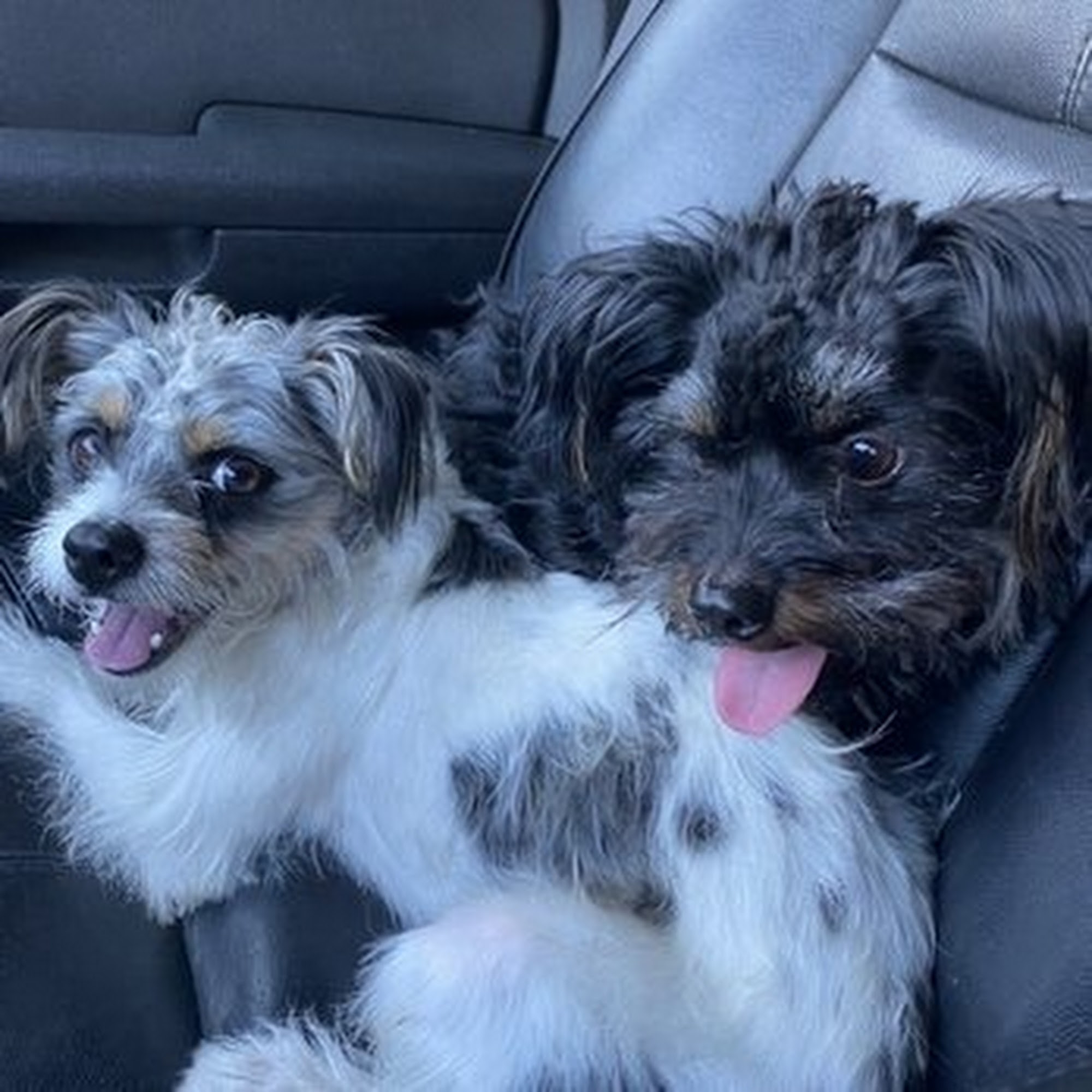 Lisa's Dog & Cat Grooming Durham