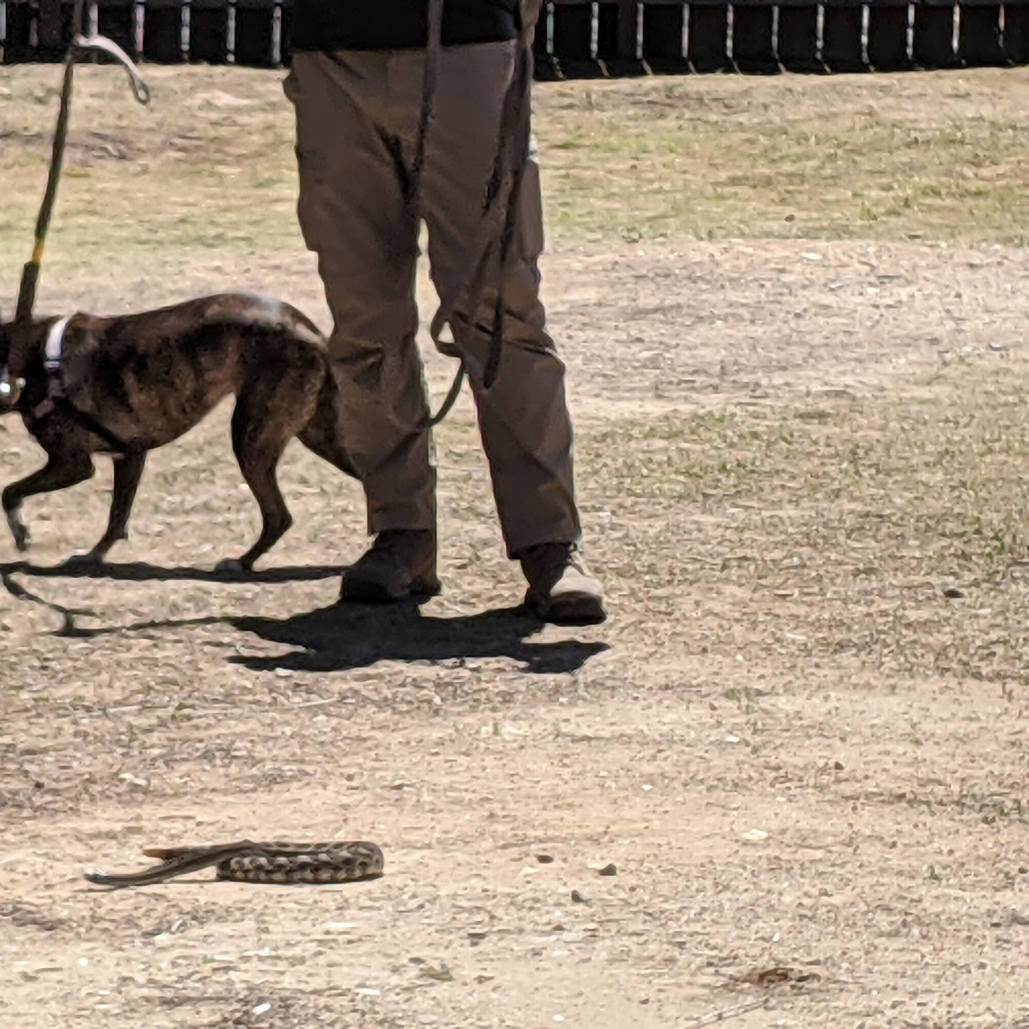 Singing Hills Animal Hospital El Cajon