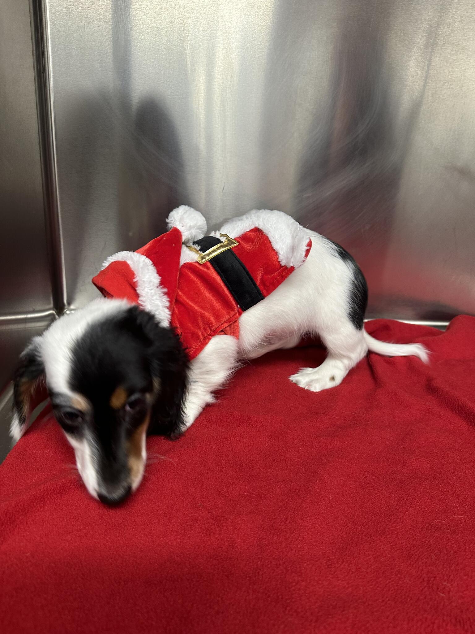 Singing Hills Animal Hospital El Cajon