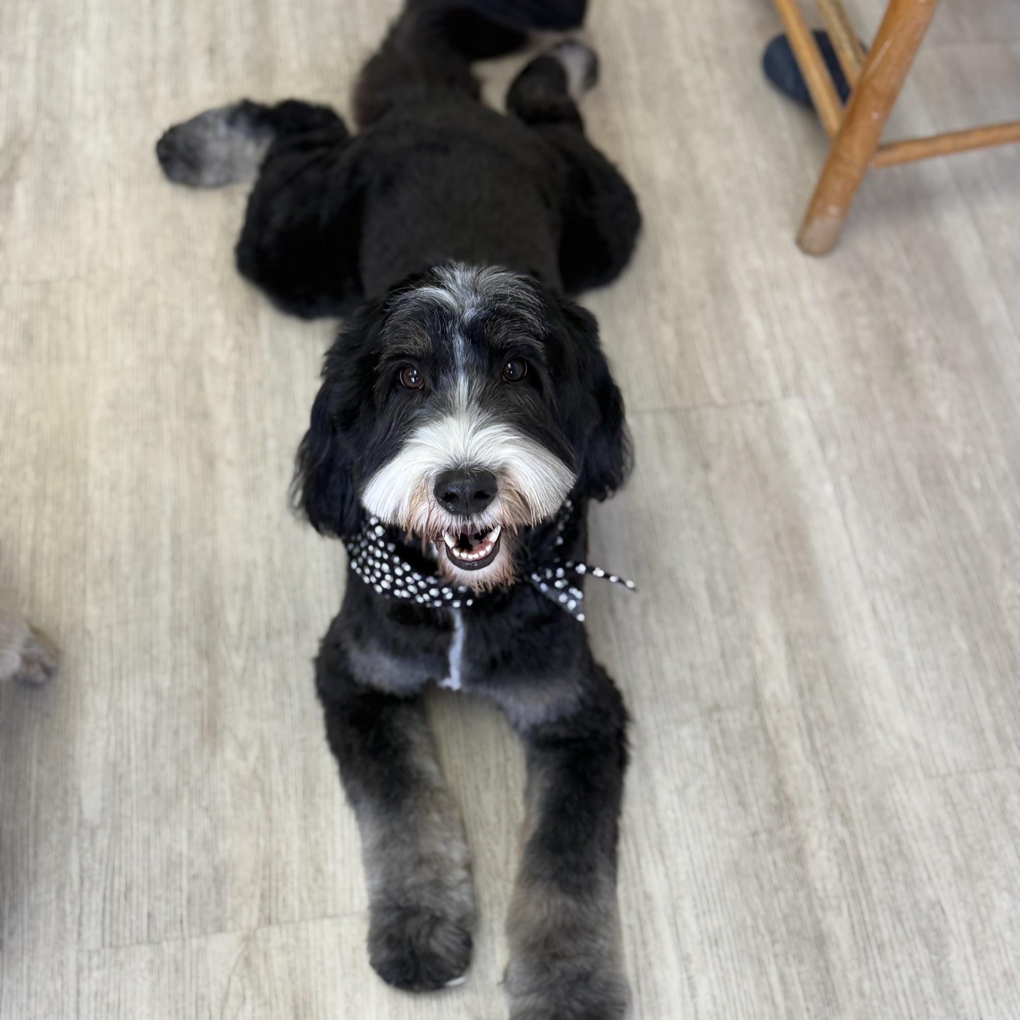 Suds N Paws El Cajon