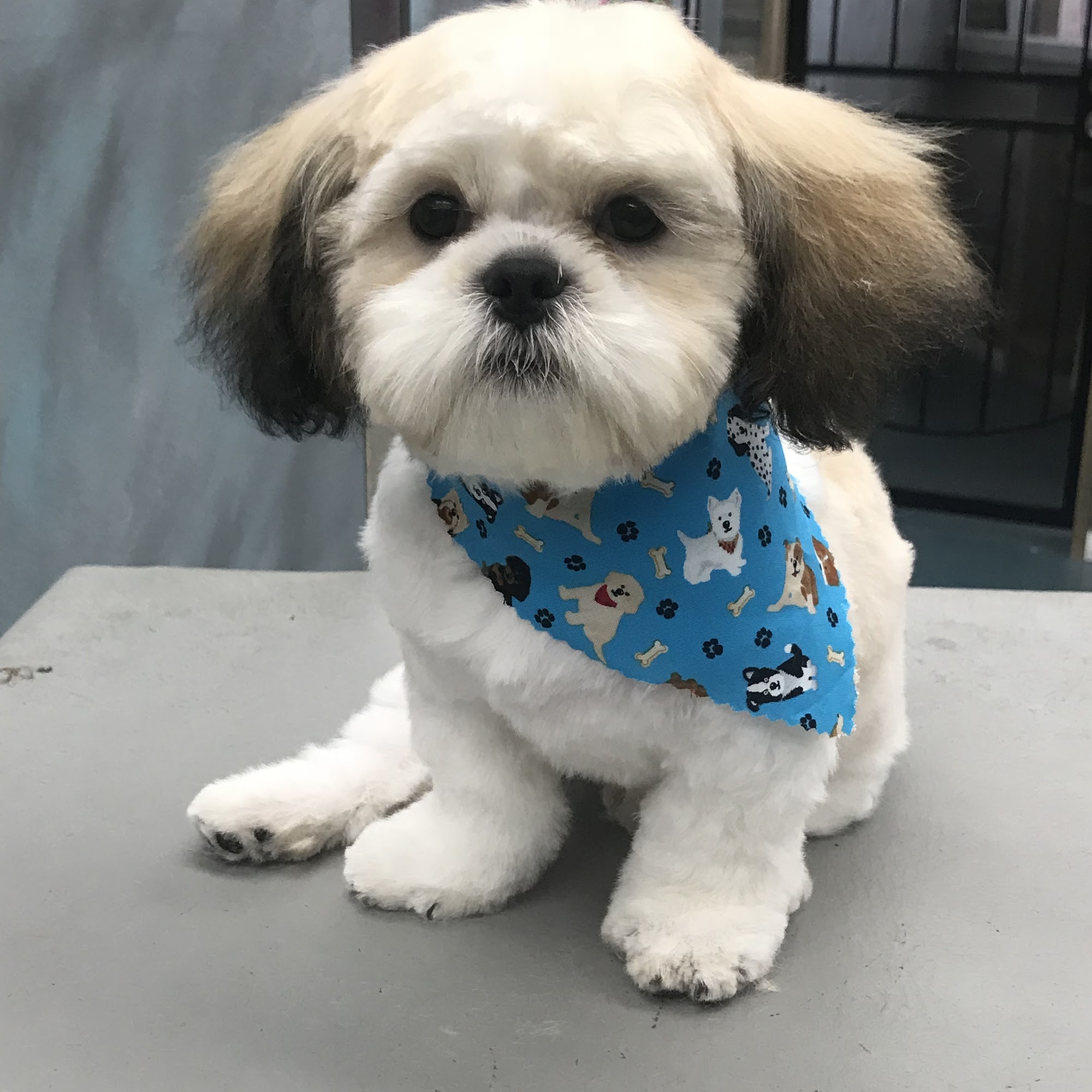 Angel's Pet Parlor El Cajon