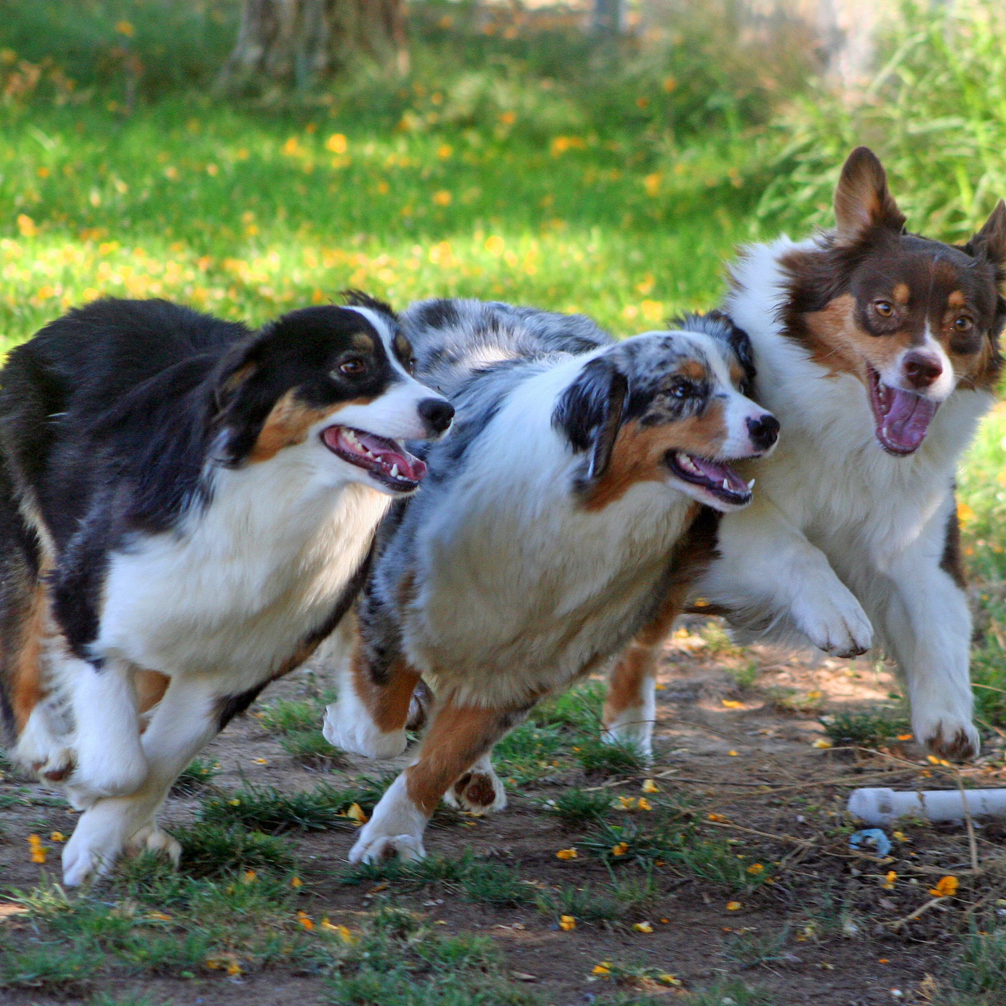 Peppertree Pet Resort El Cajon