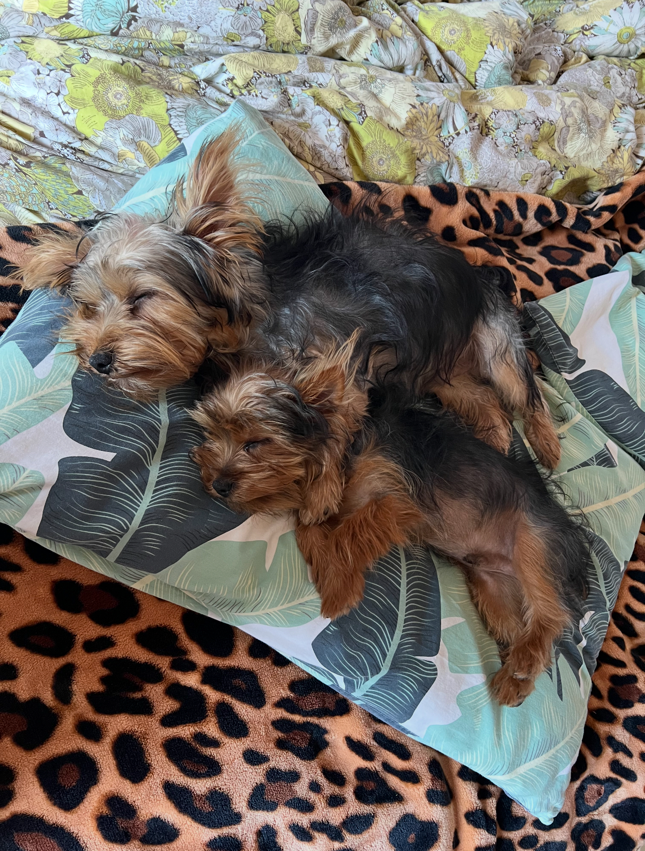 Devotion to Dogs Expert Dog Training El Cajon