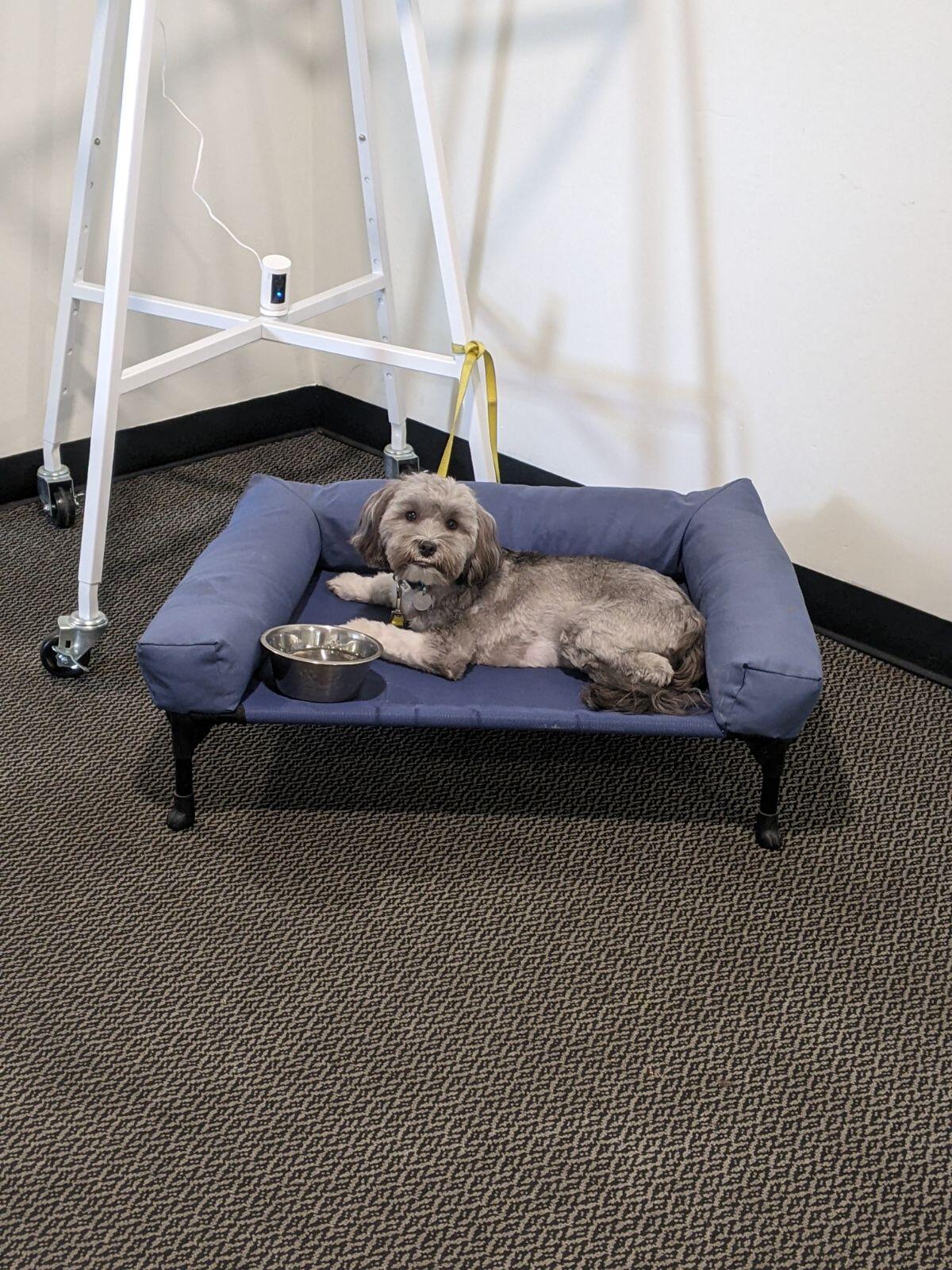 Devotion to Dogs Expert Dog Training El Cajon