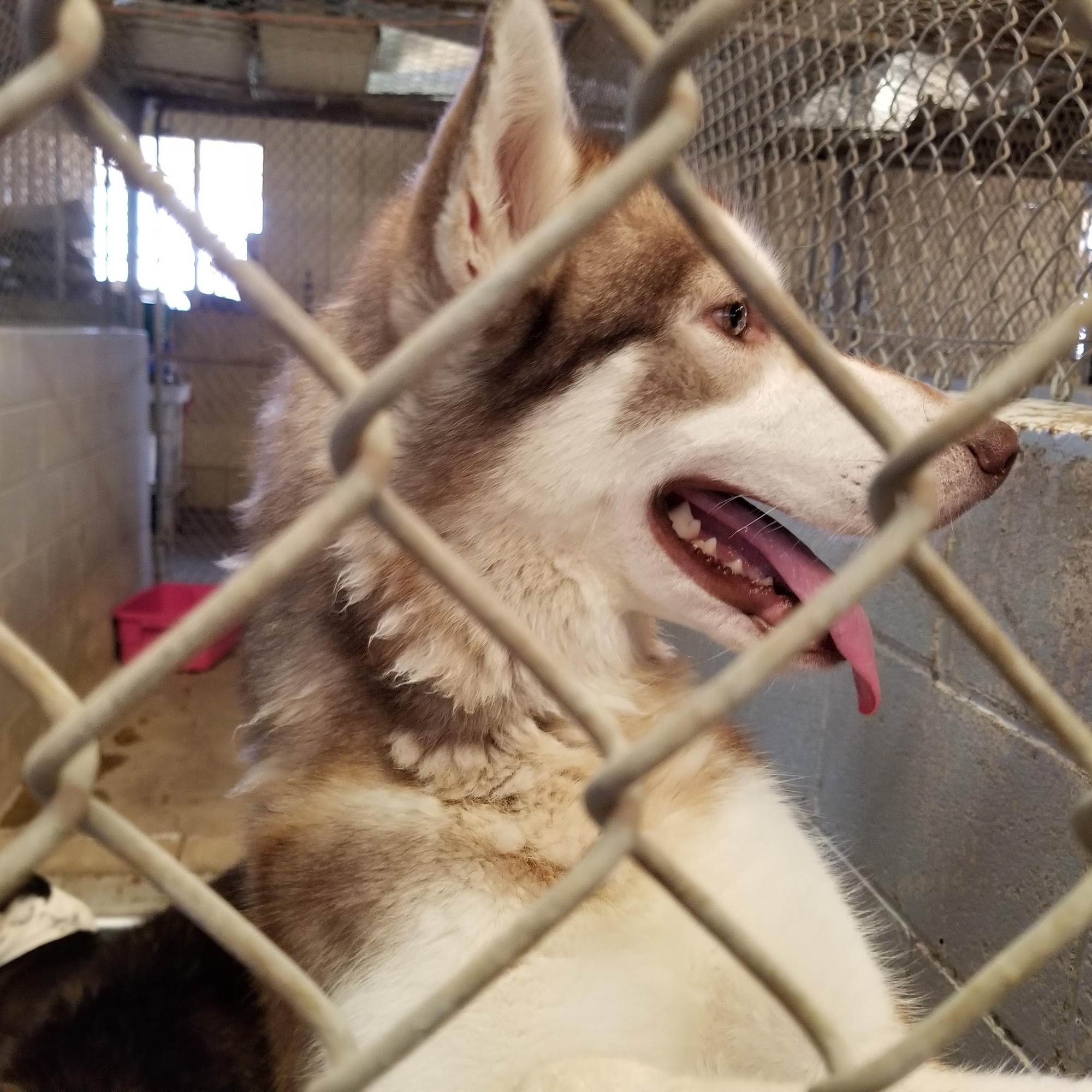 Humane Society of Imperial County El Centro