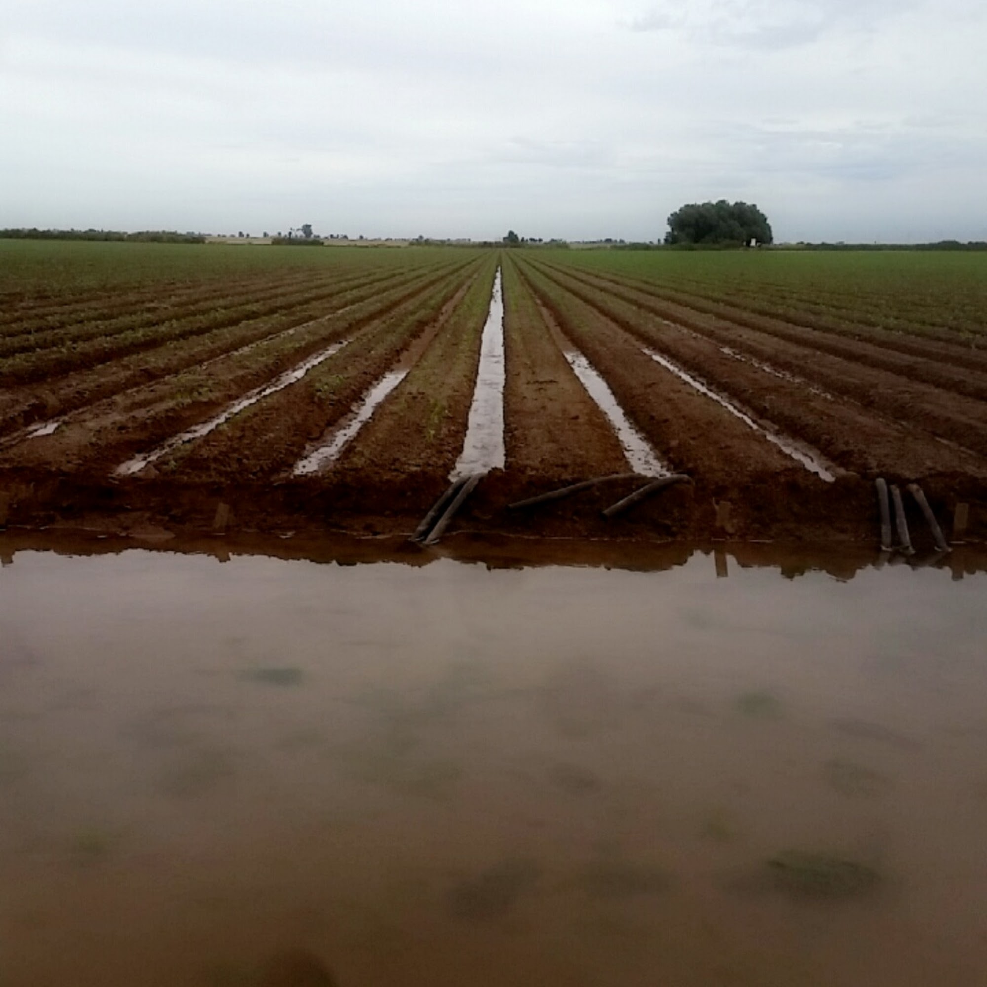 Mike Abatti Farms LLC El Centro