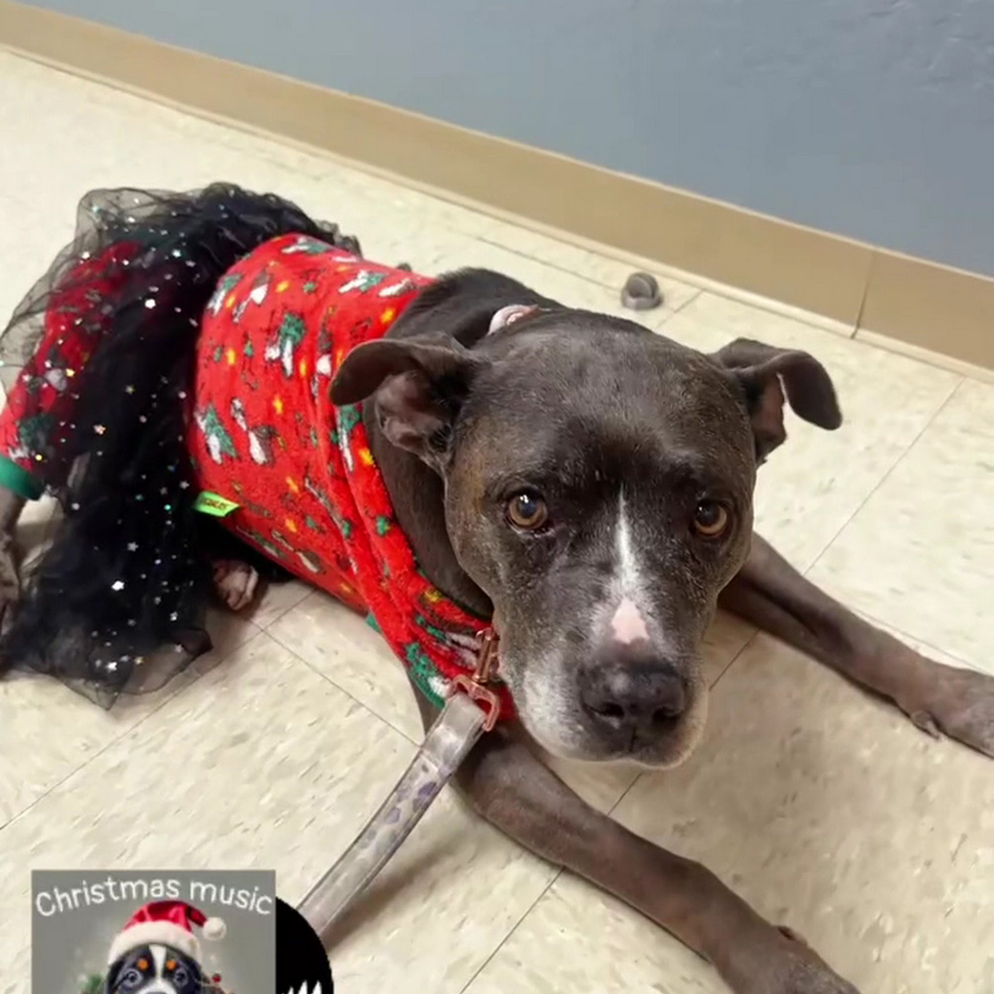 Abbey Pet Hospital El Cerrito