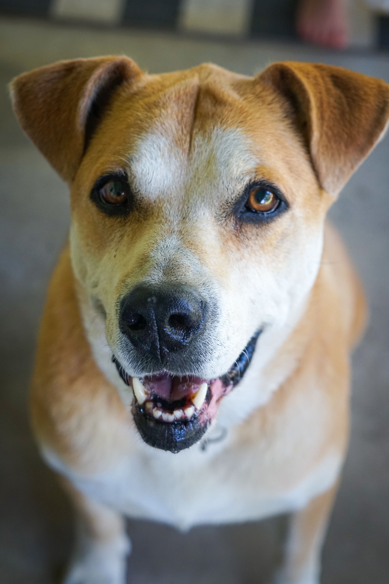 Insight Veterinary Wellness Center El Dorado Hills