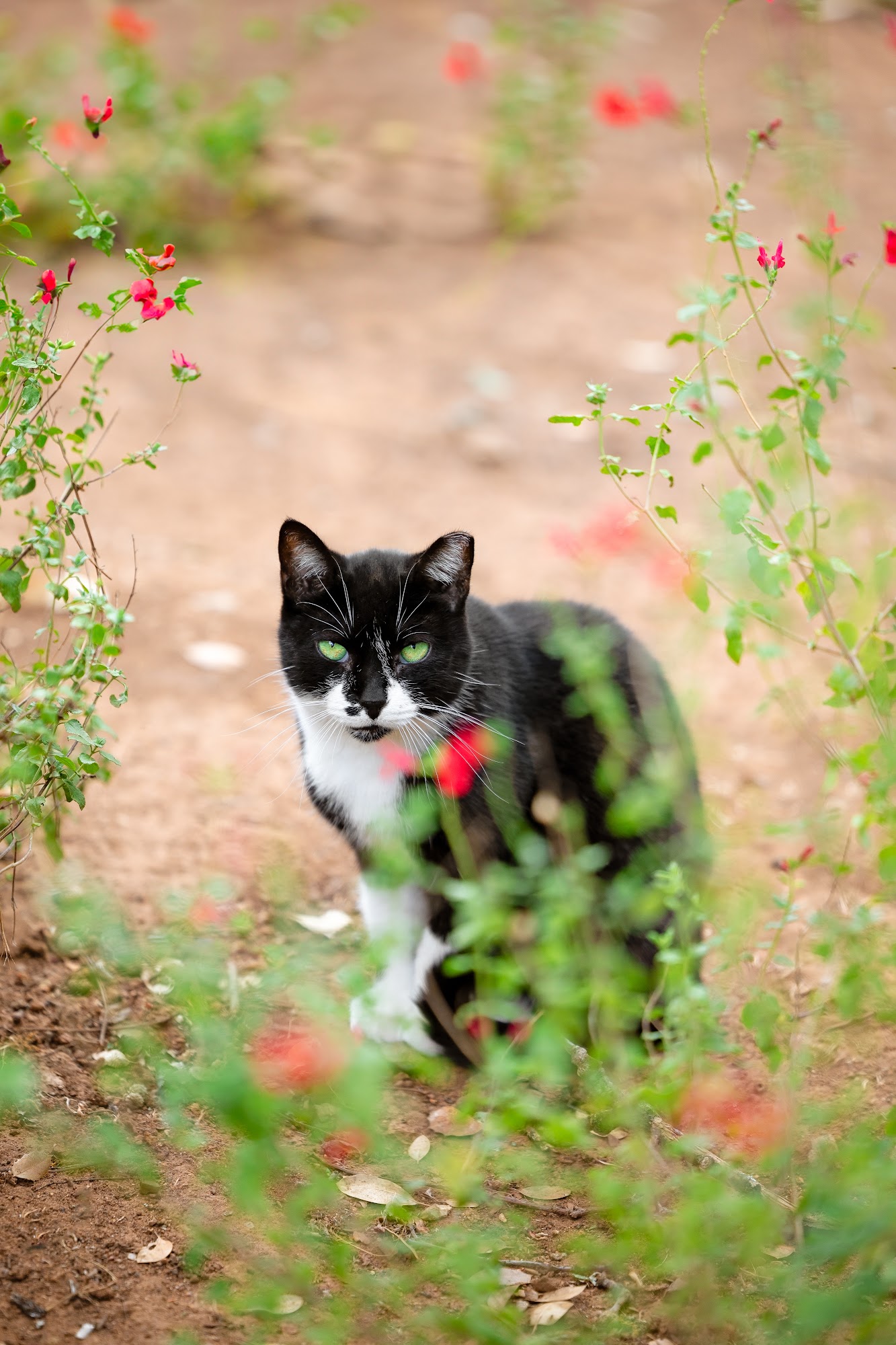 Fat Kitty City El Dorado Hills